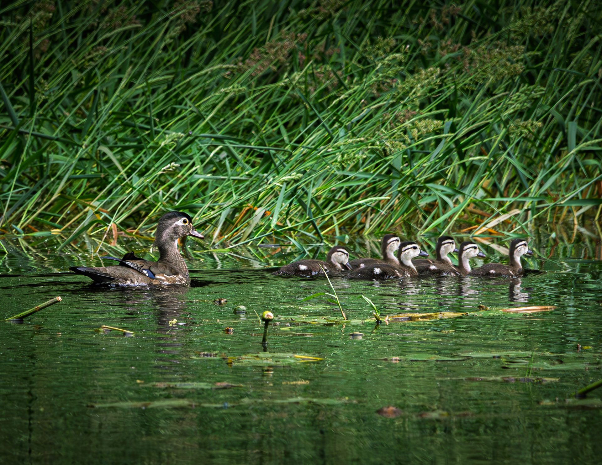 Wood Duck Hen and Chicks