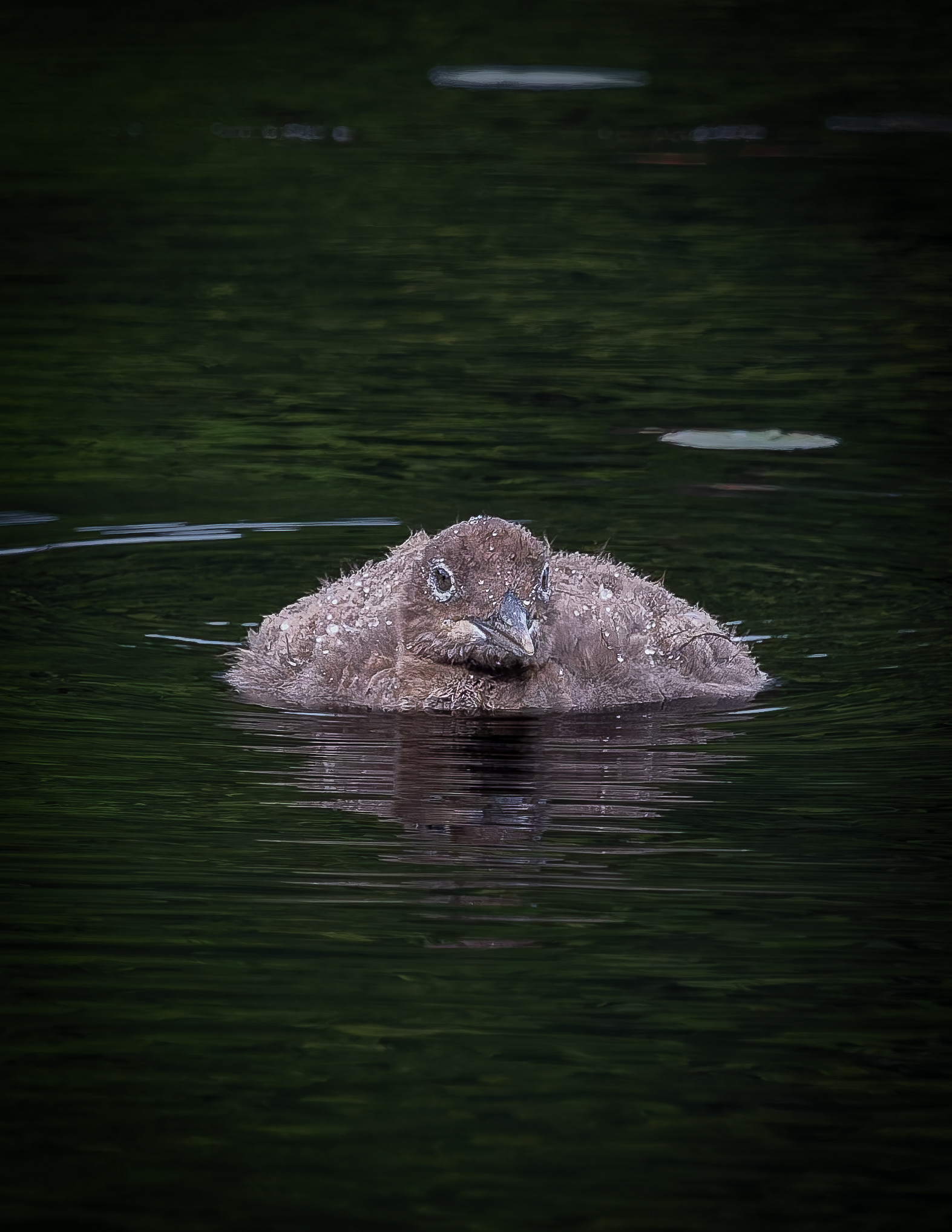 Common Loon Chick No1