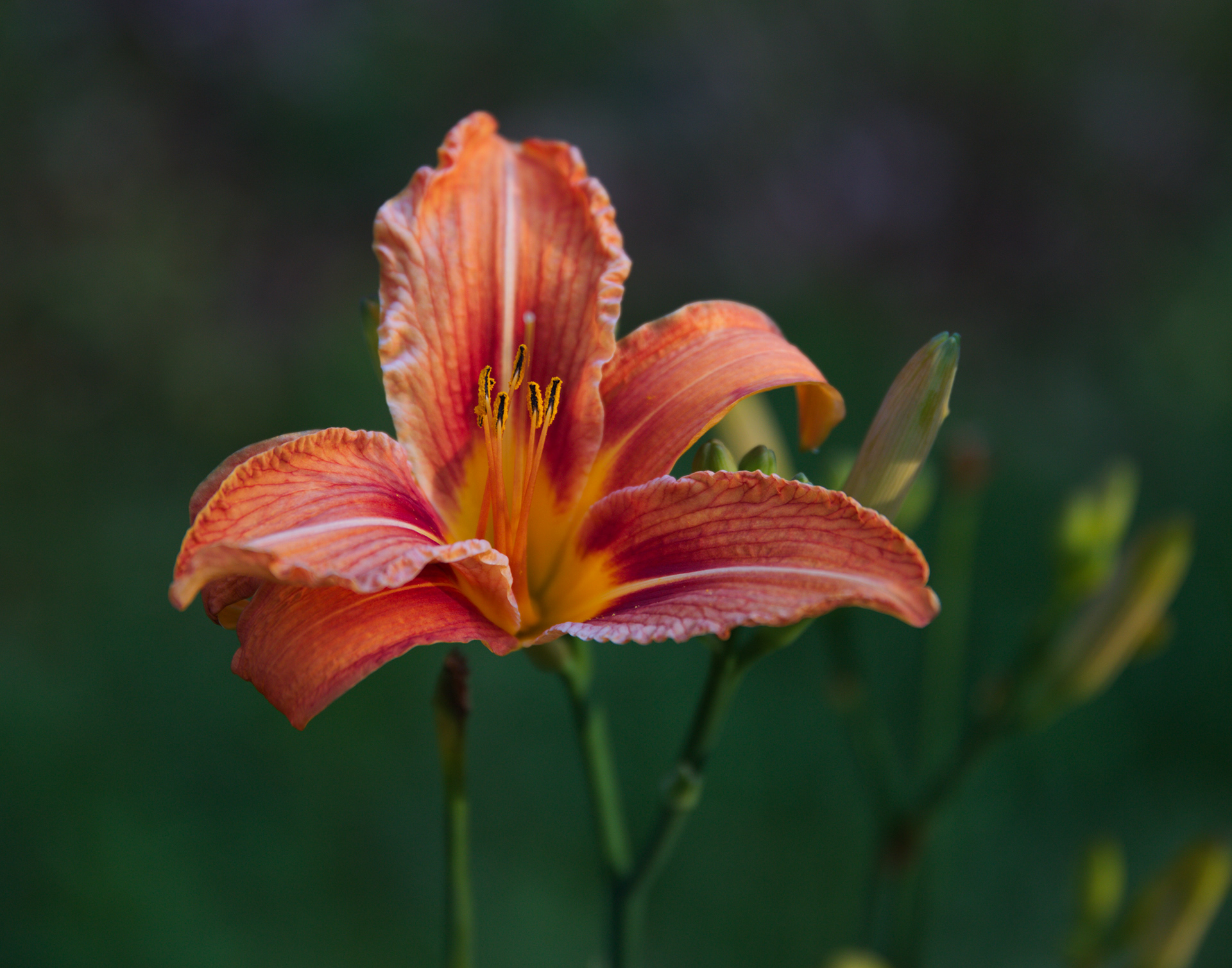 Orange Daylily