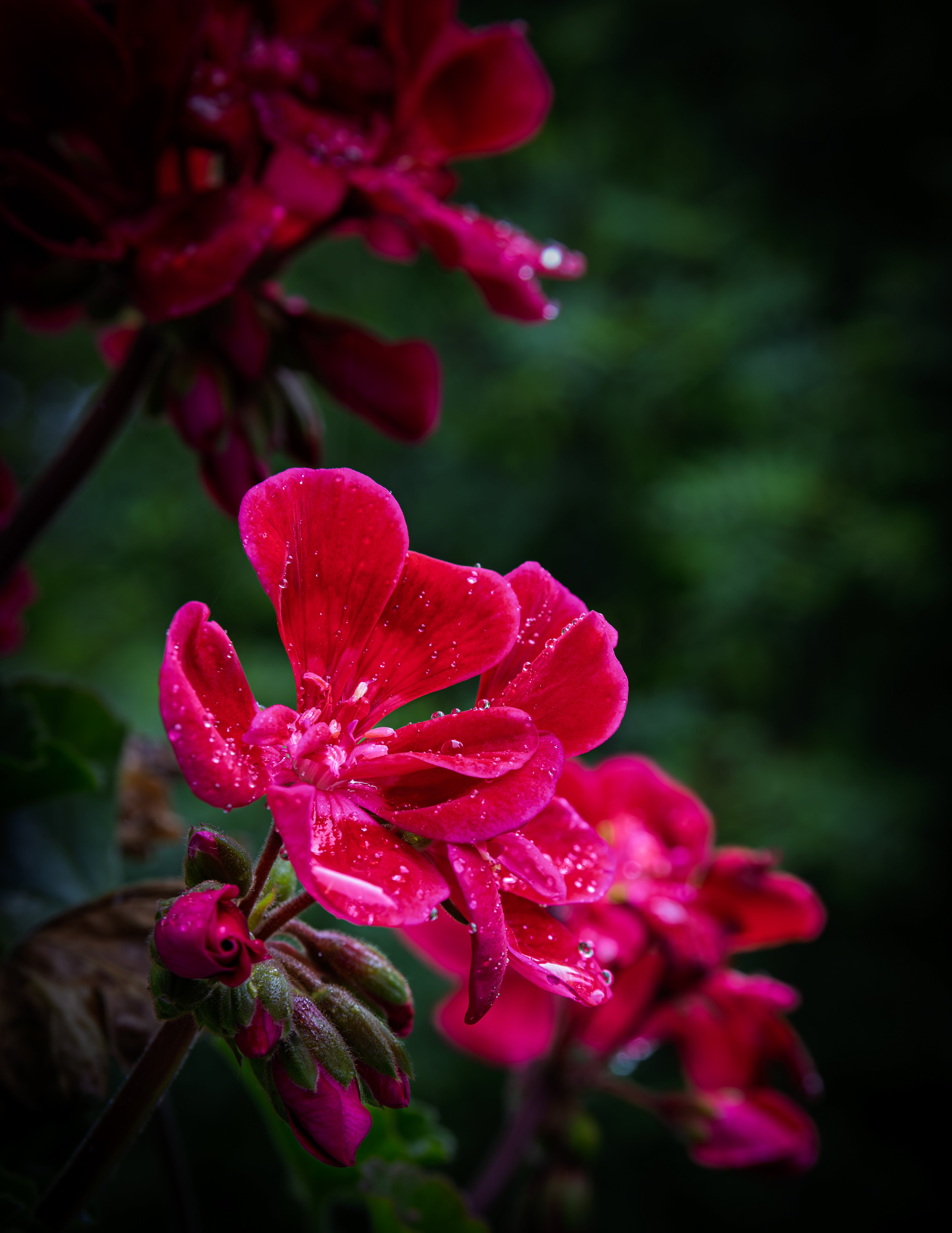 Geranium