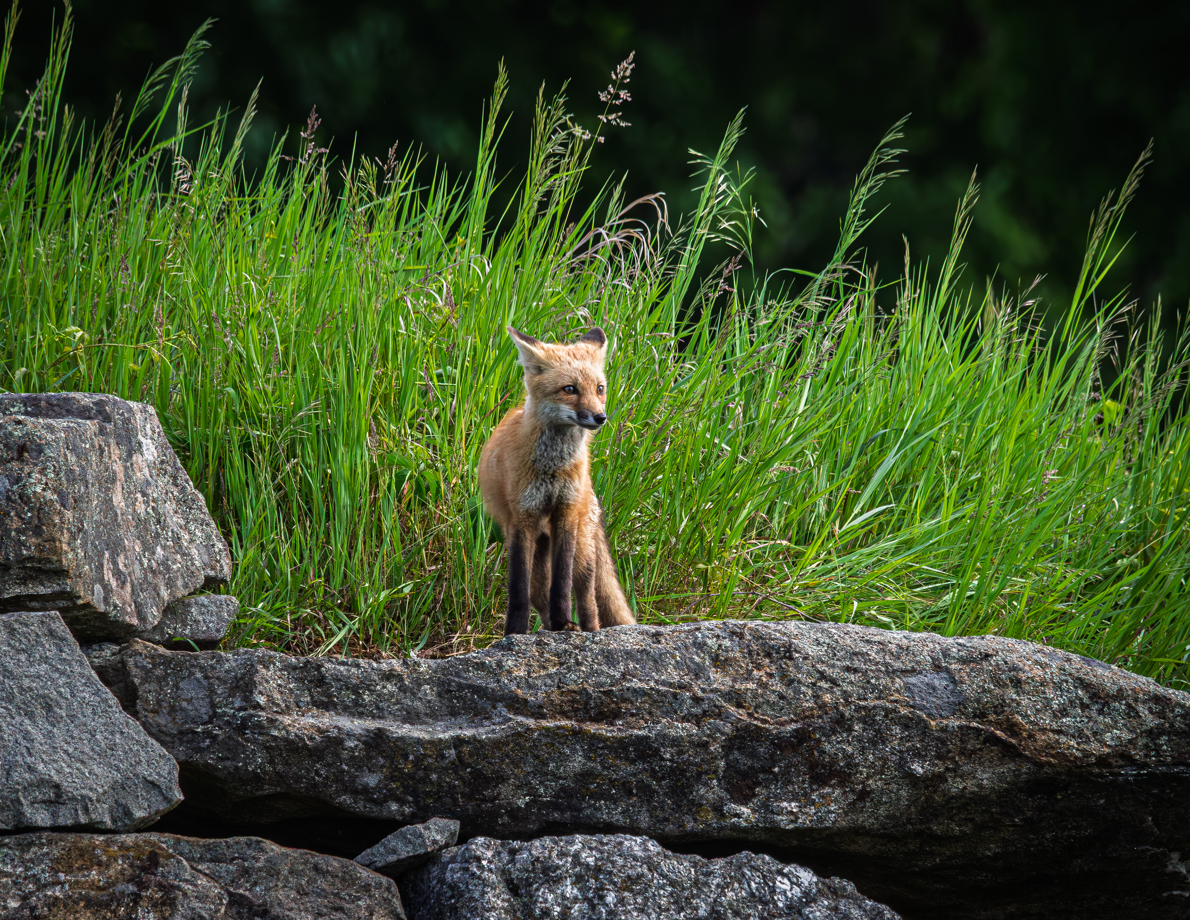 Red Fox Kit No3