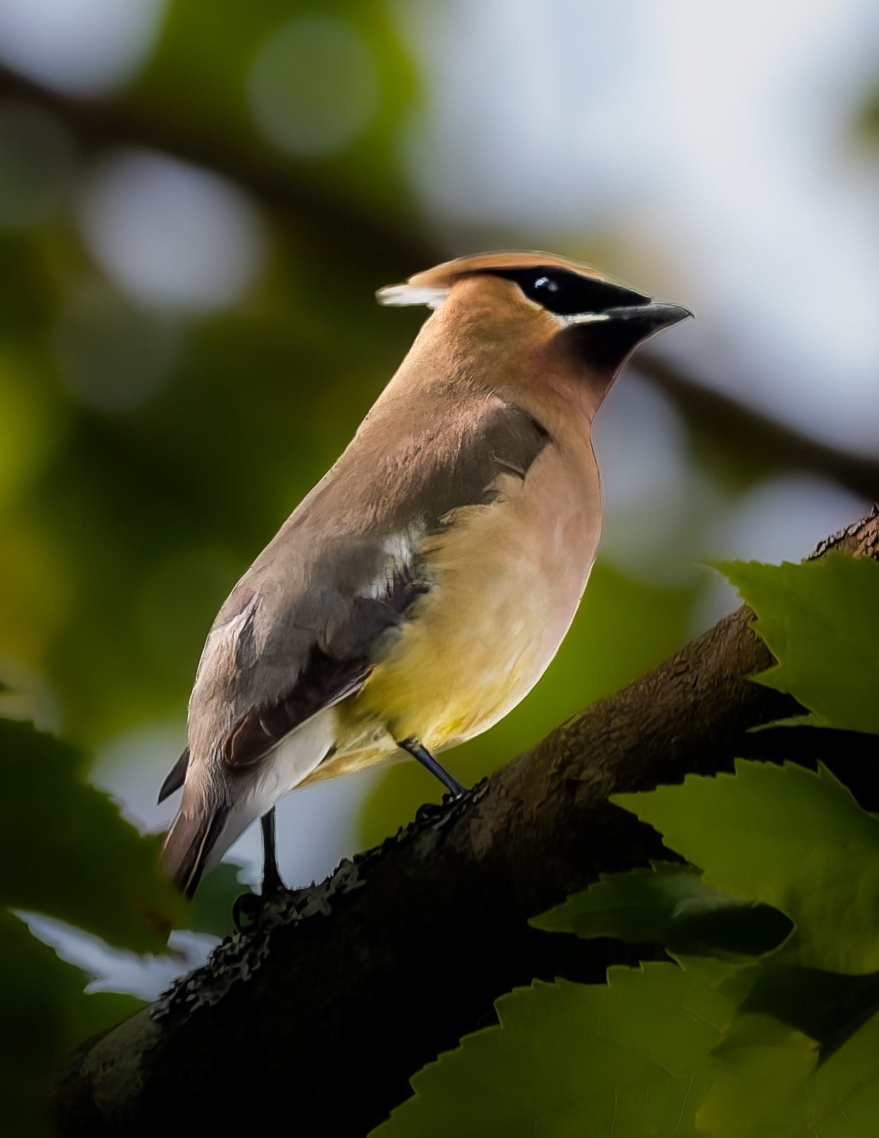 Cedar Waxwing No1