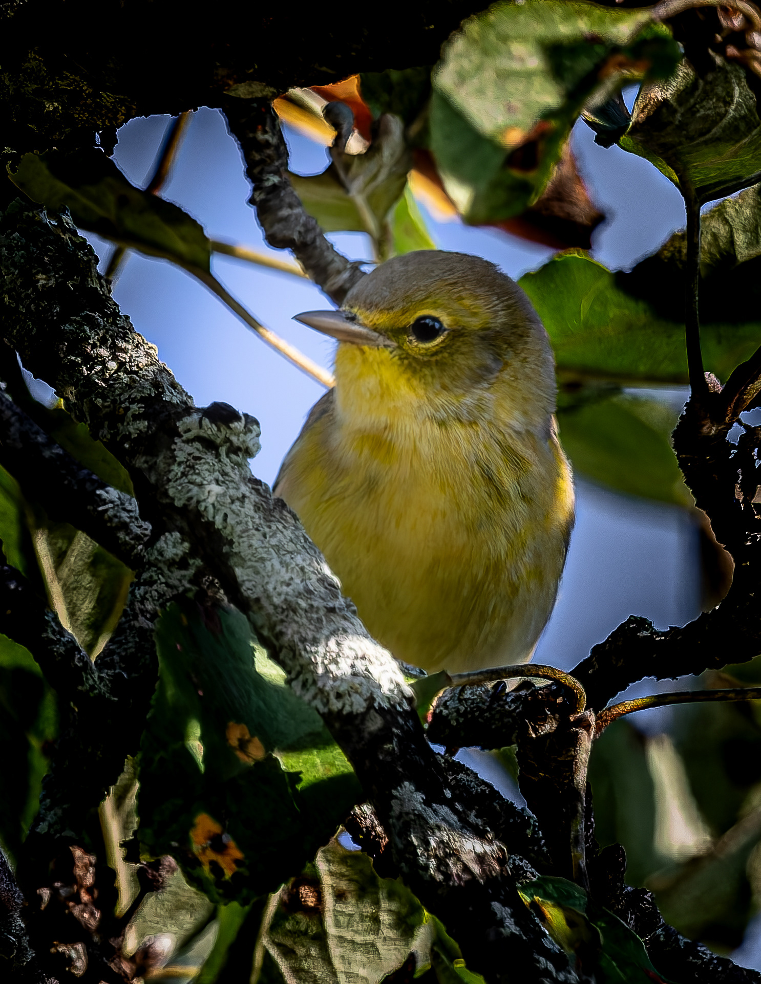 Pine Warbler No2