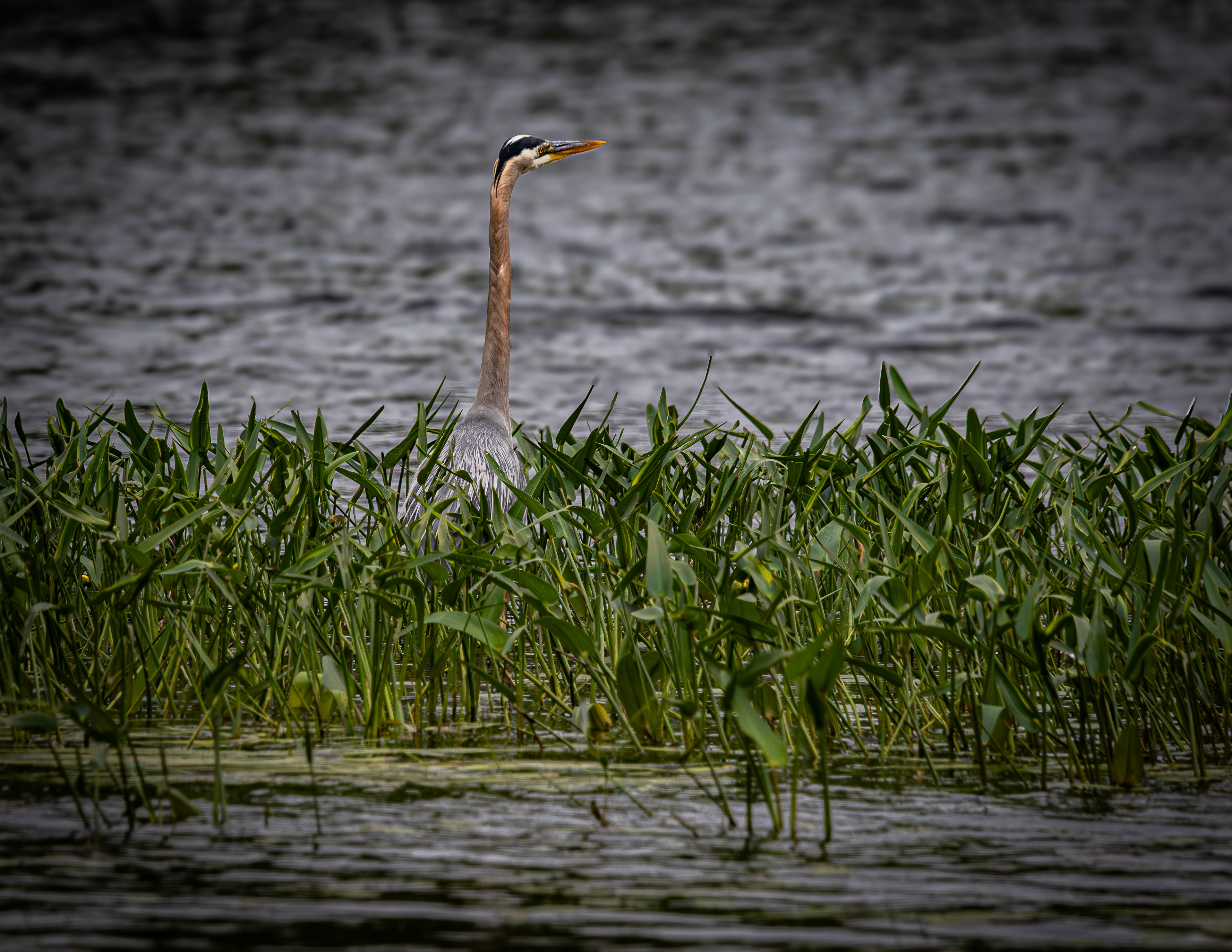 Great Blue Heron No5