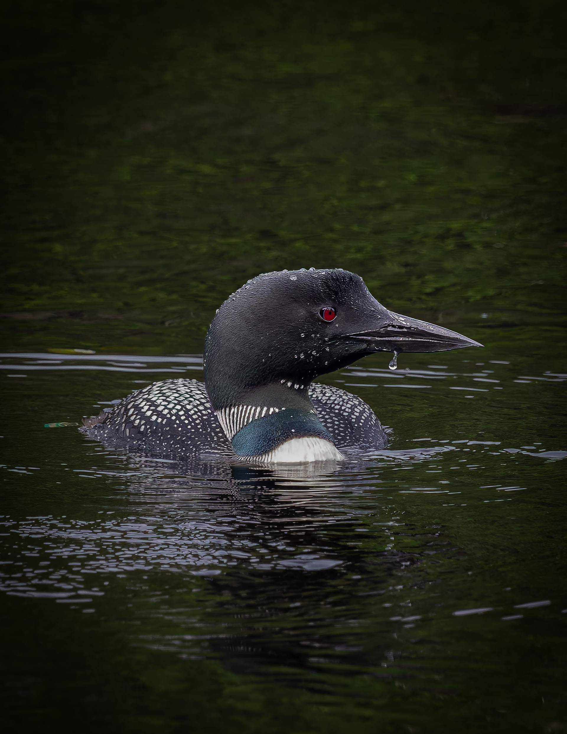 Common Loon Hen No3
