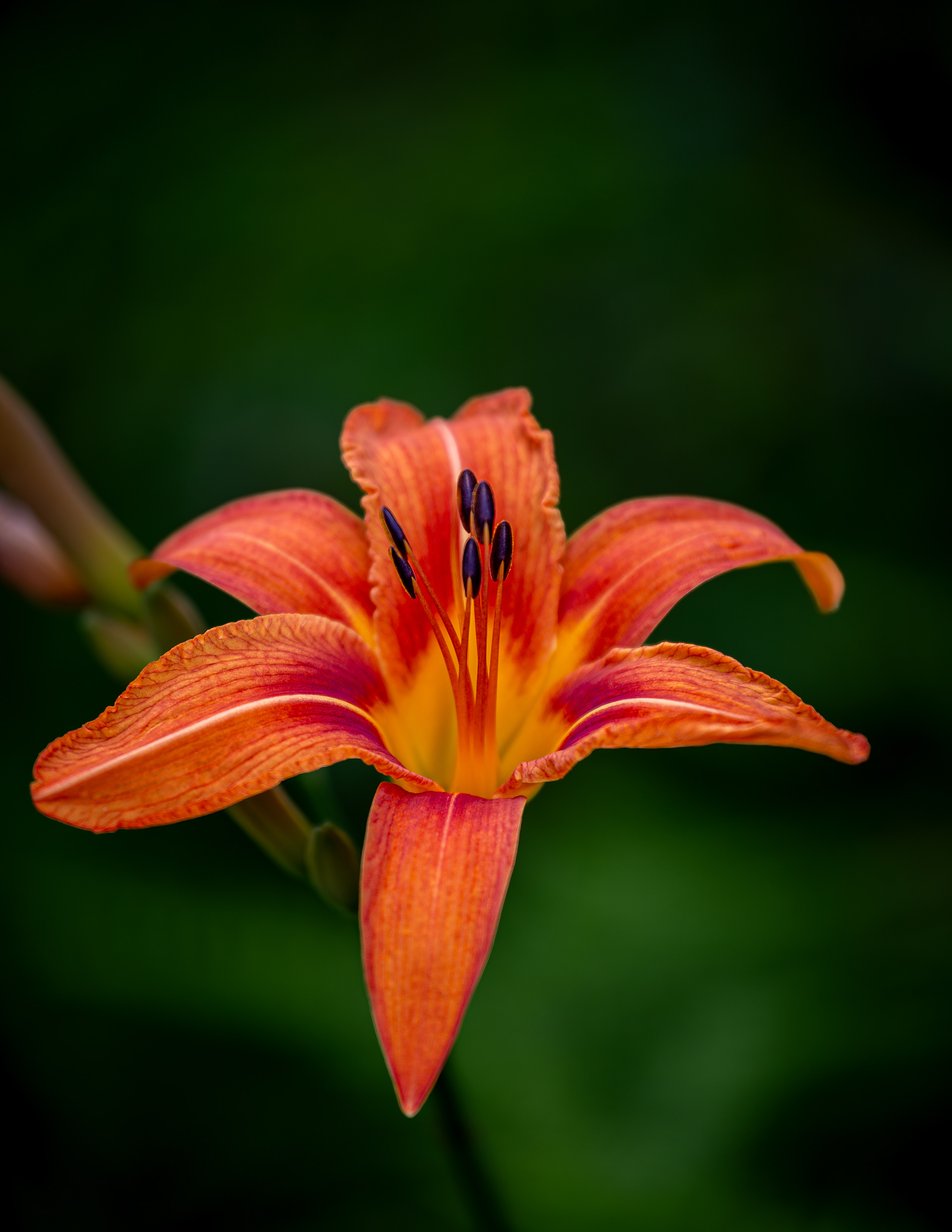 Orange Daylily Portrait