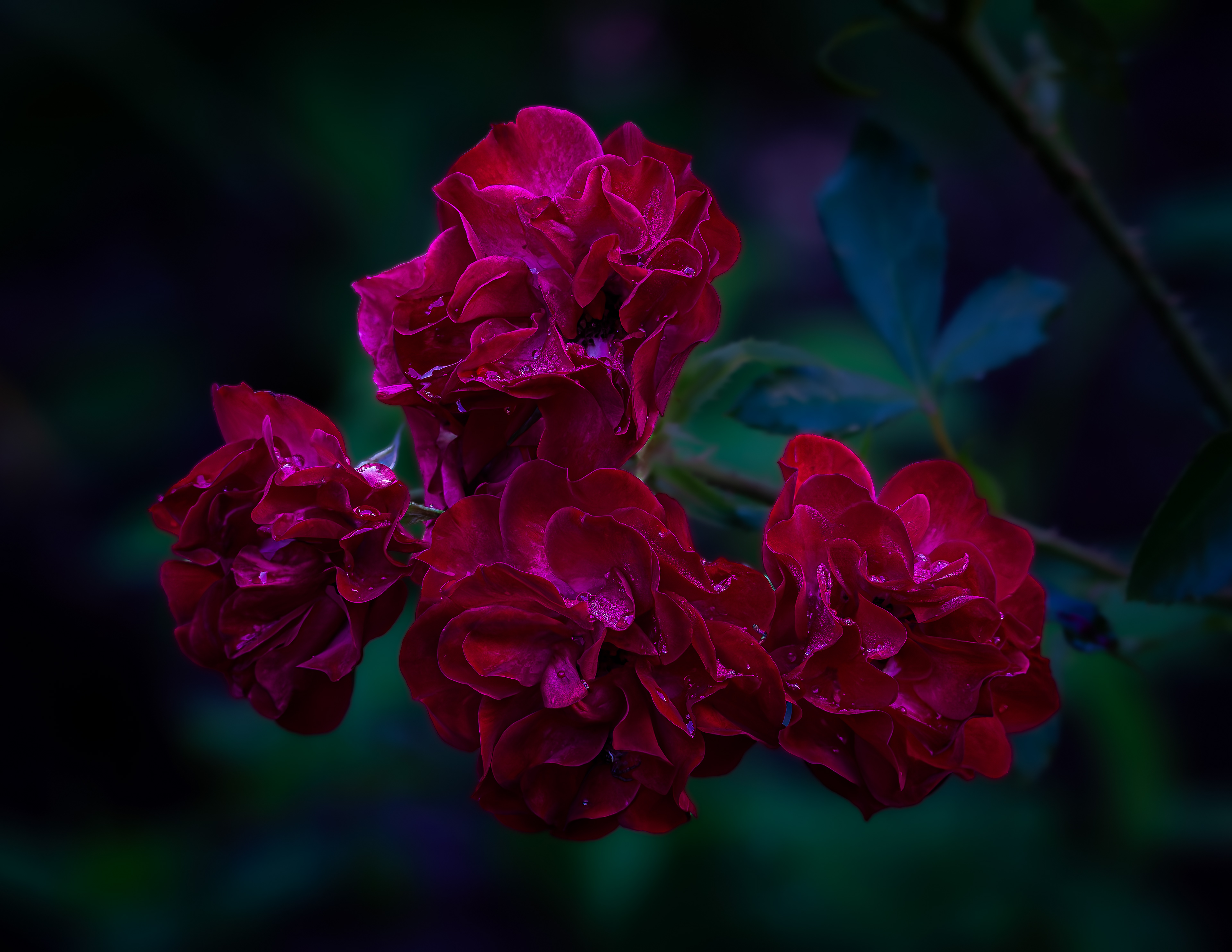Mystic Fairy Roses