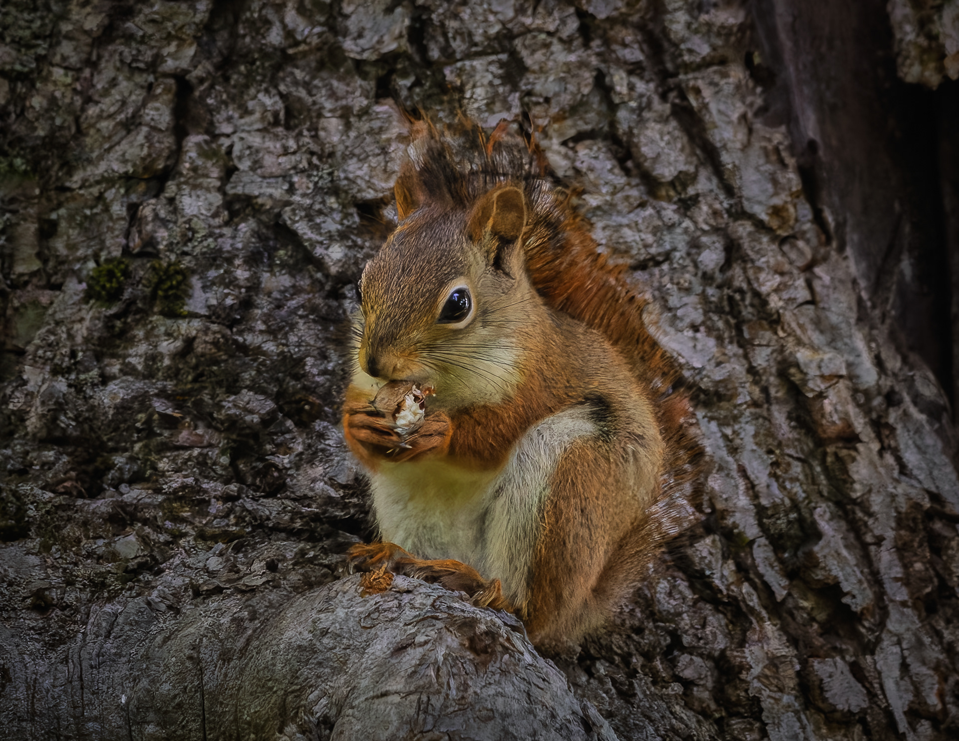 Red Squirrel No2