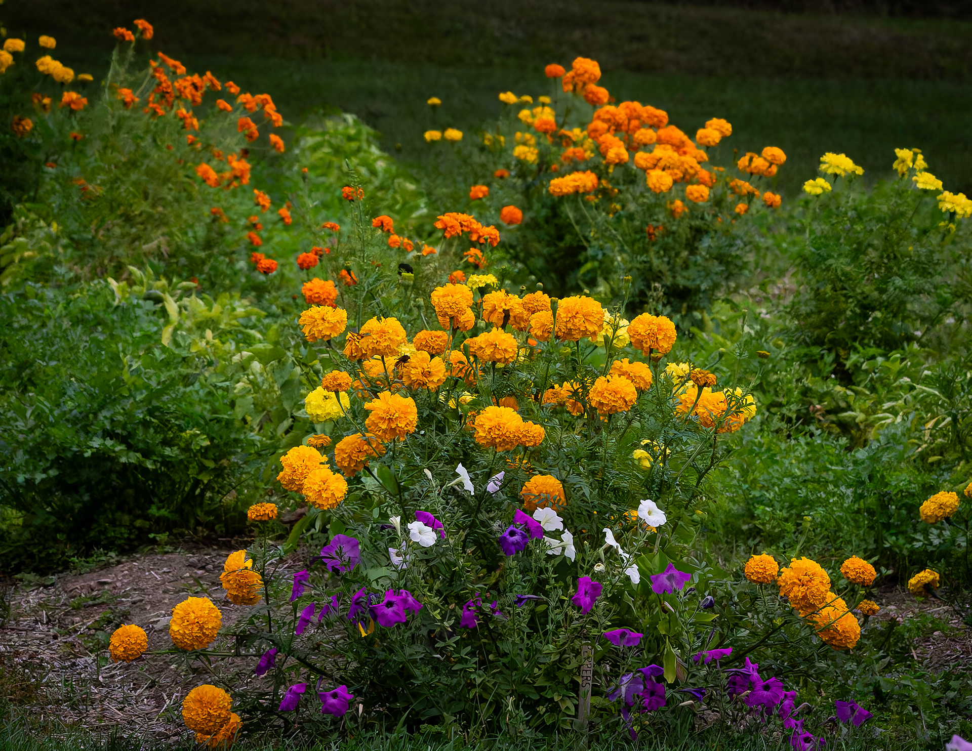 Garden at CSV