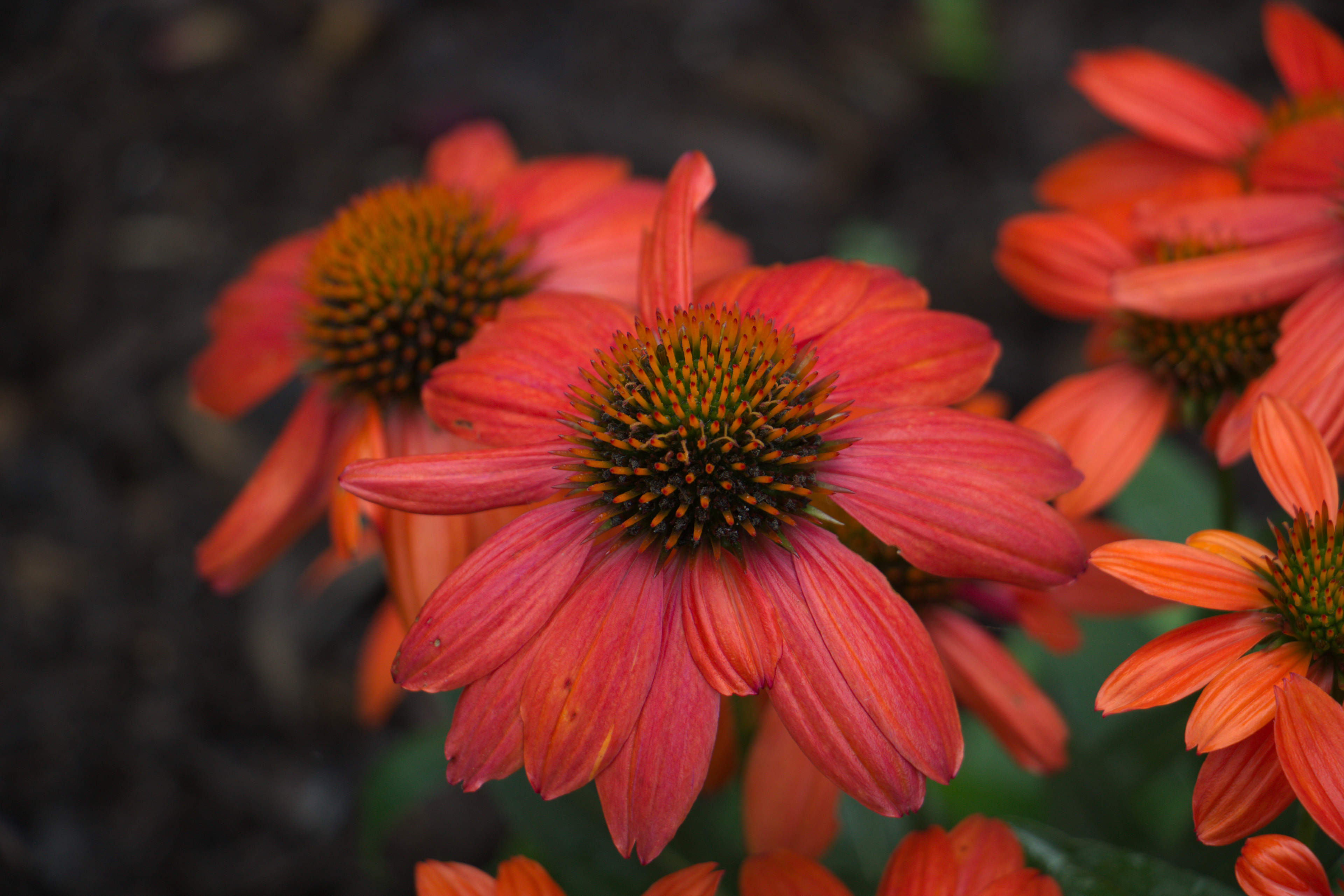 Sombrero Adobe Orange Coneflower