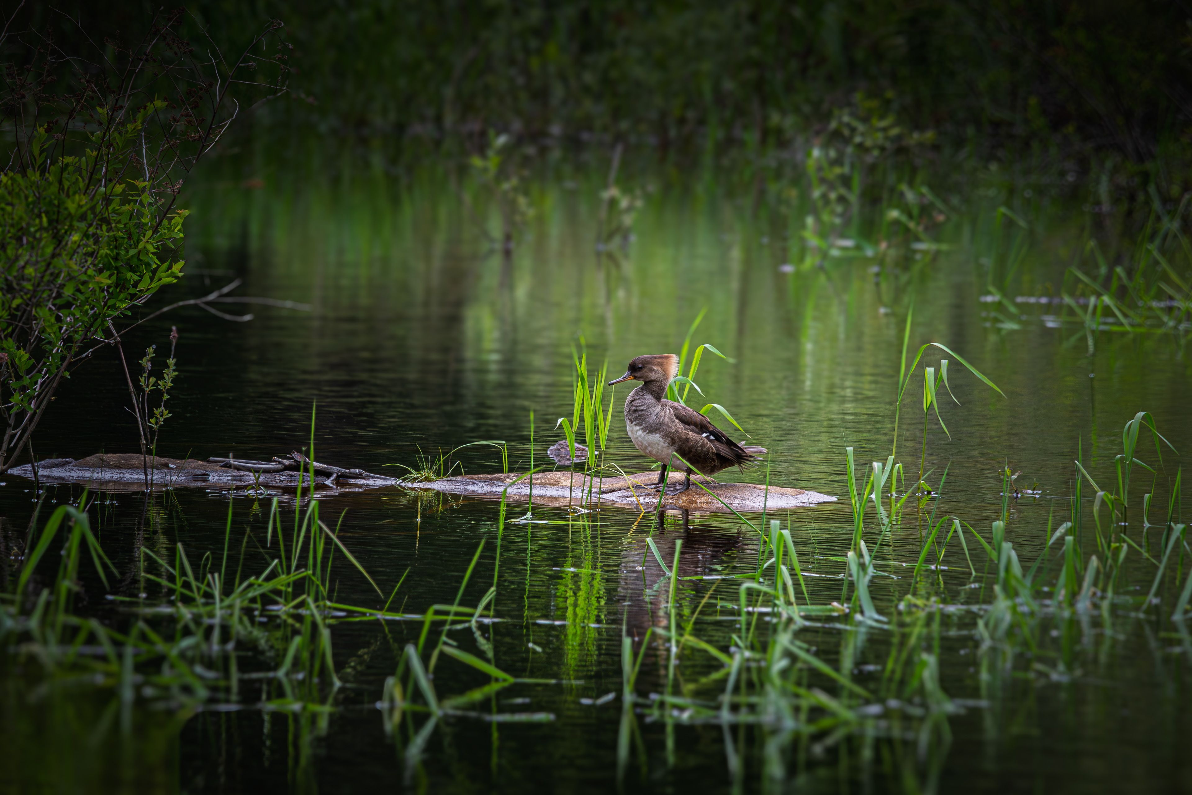 Female Hooded Merganser