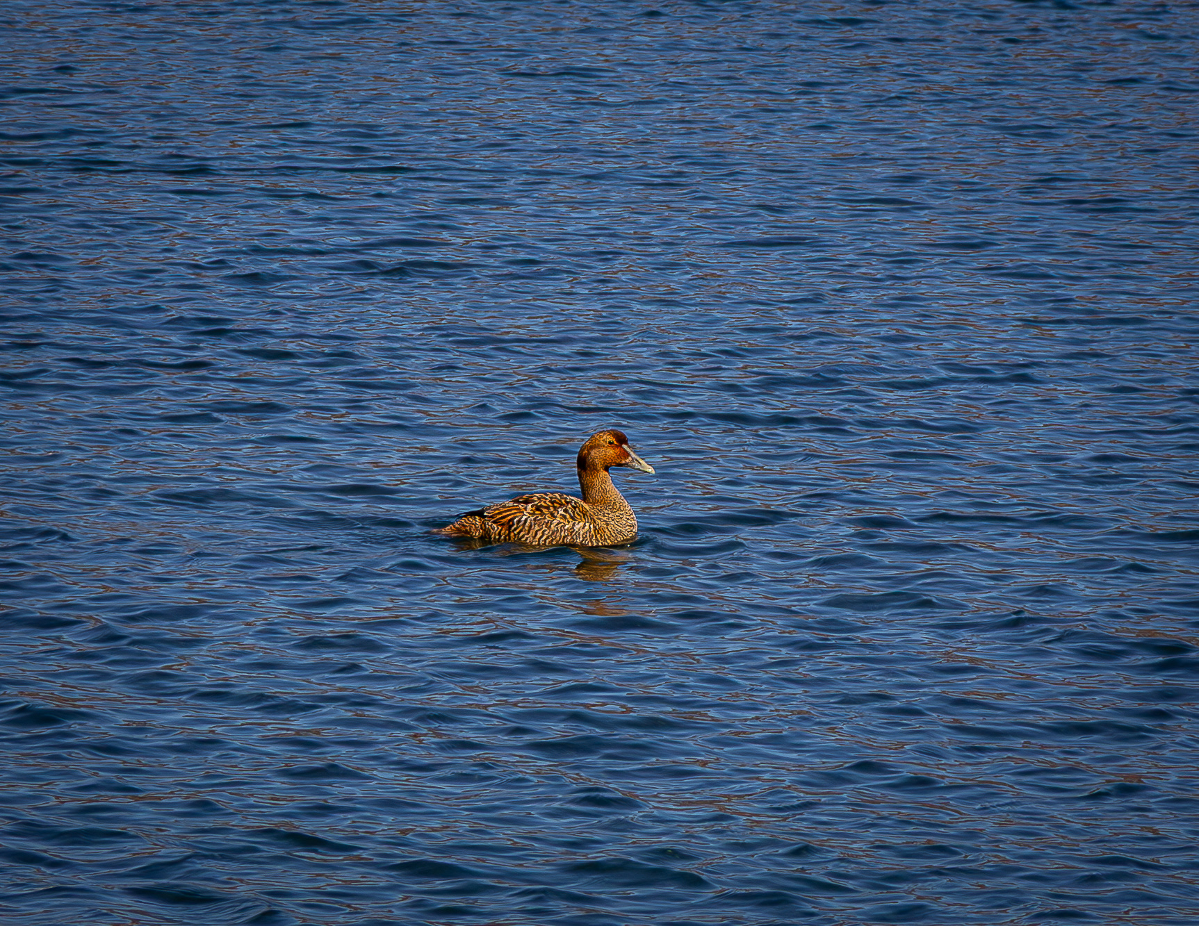 March - Female Common Eider - York, Maine