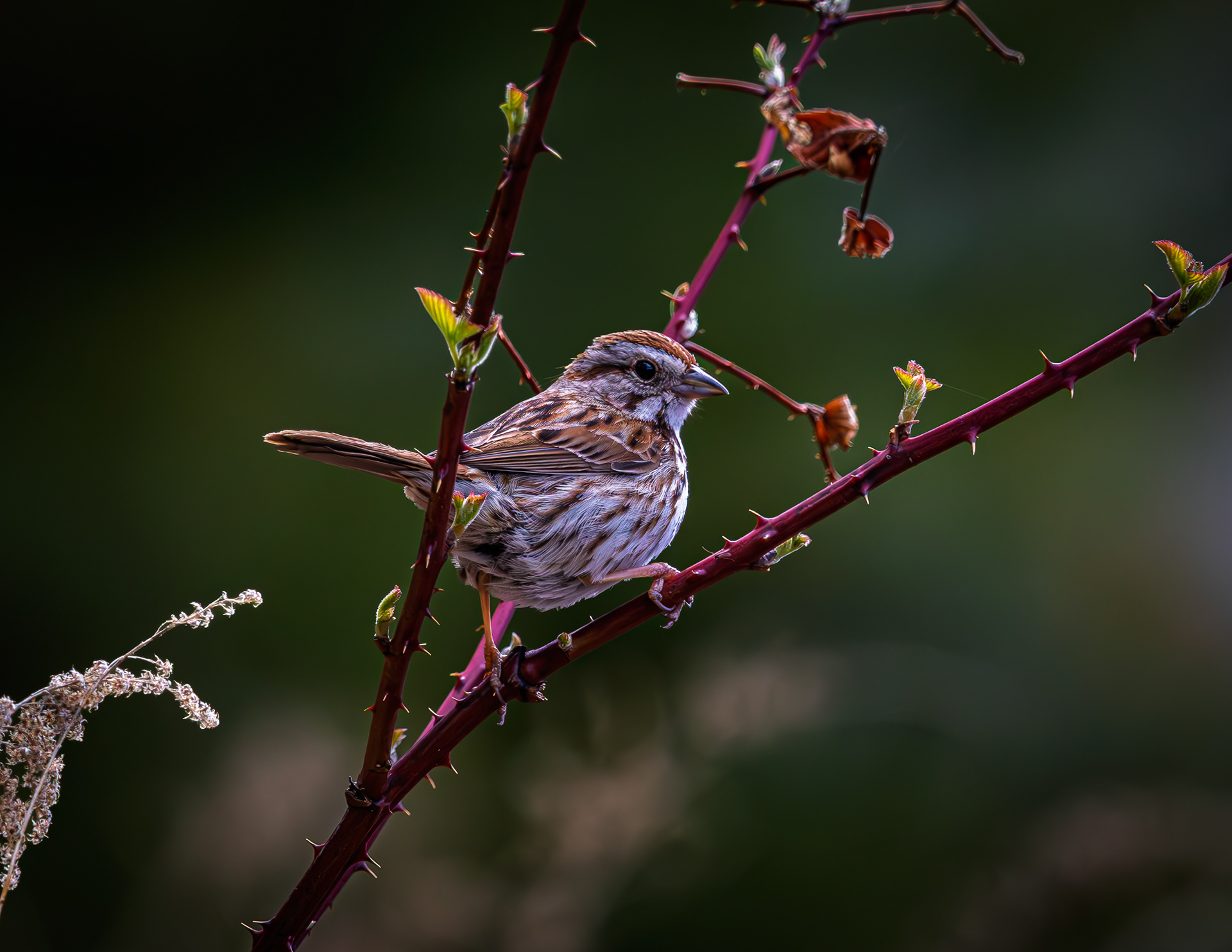 Song Sparrow - May 4, 2026