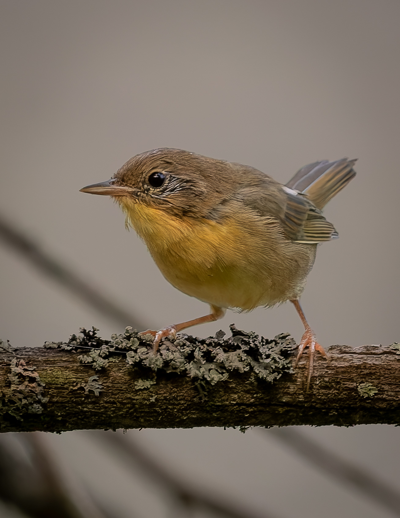 Common Yellowthroat No1 - August 10, 2026