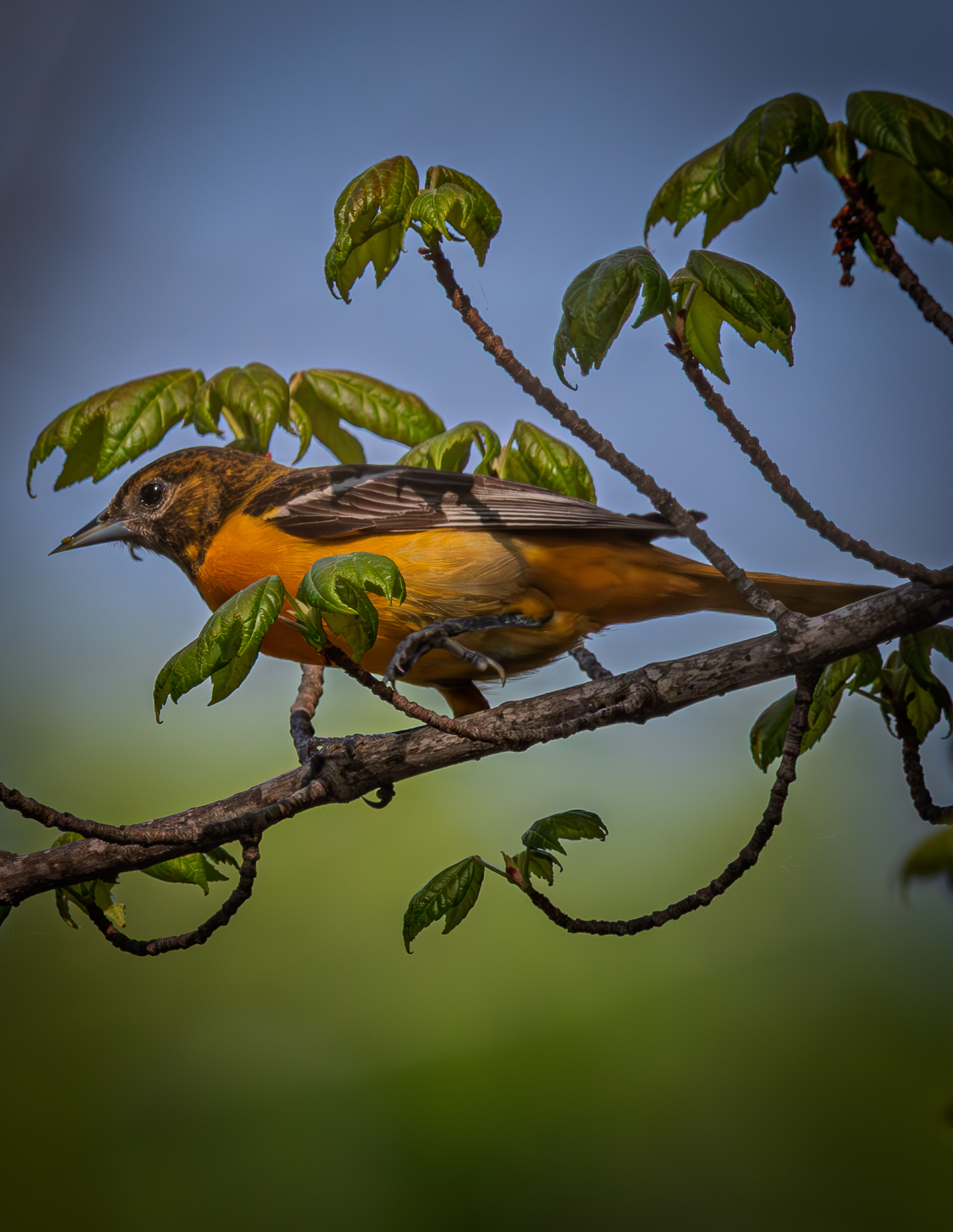 Female Baltimore Oriole No1