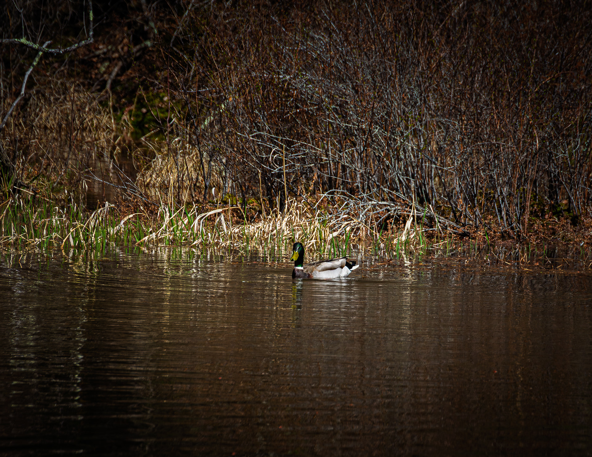 Mallard Drake at Grey Rocks