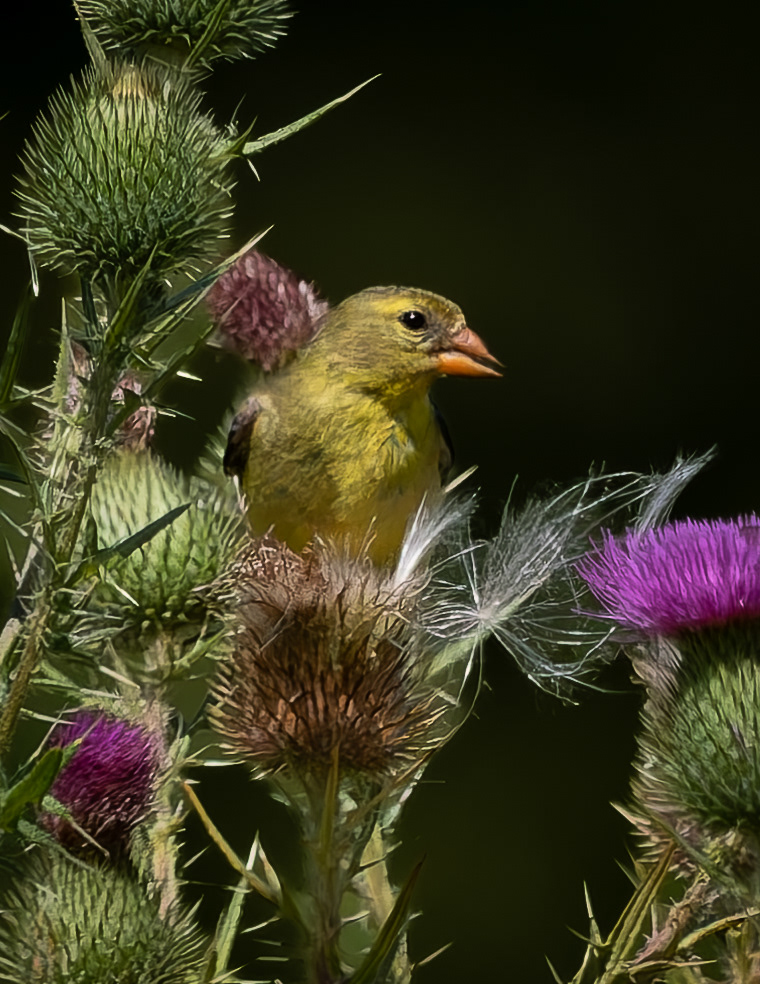 American Goldfinch No1