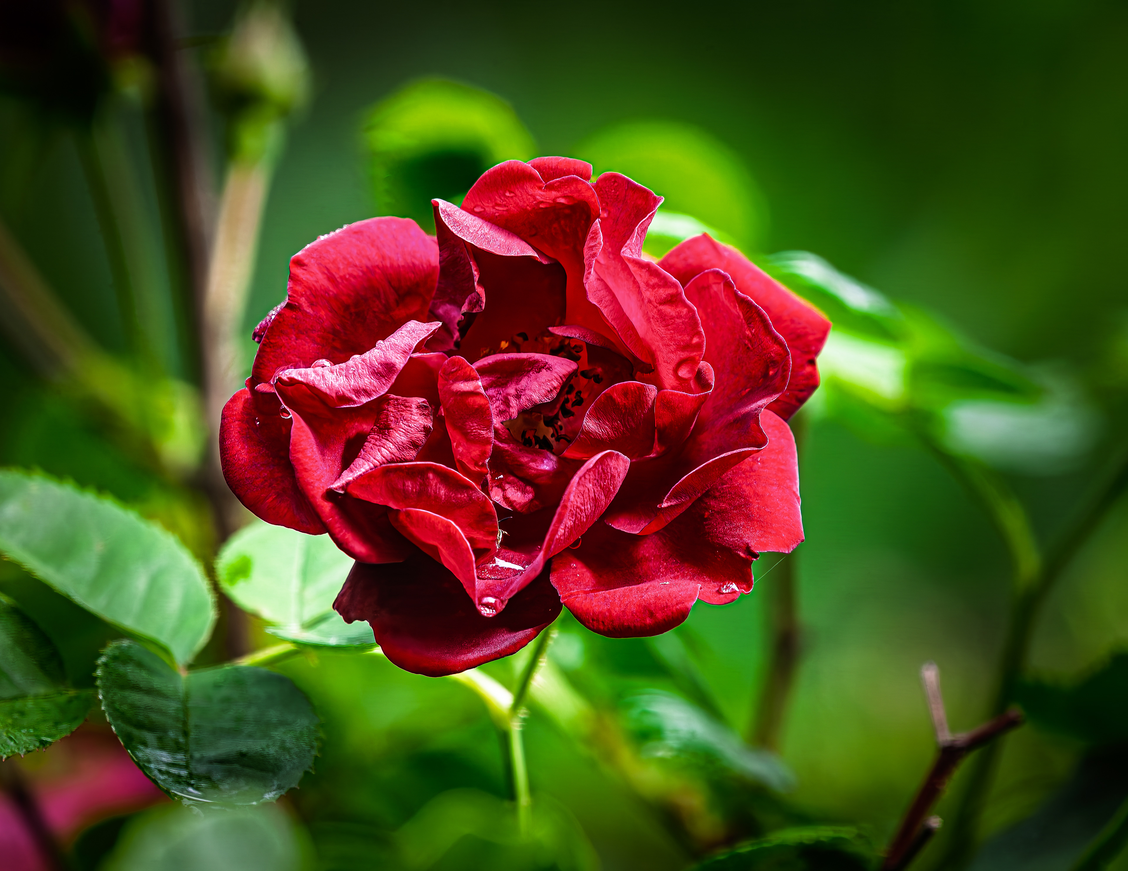 Angel Face Rose