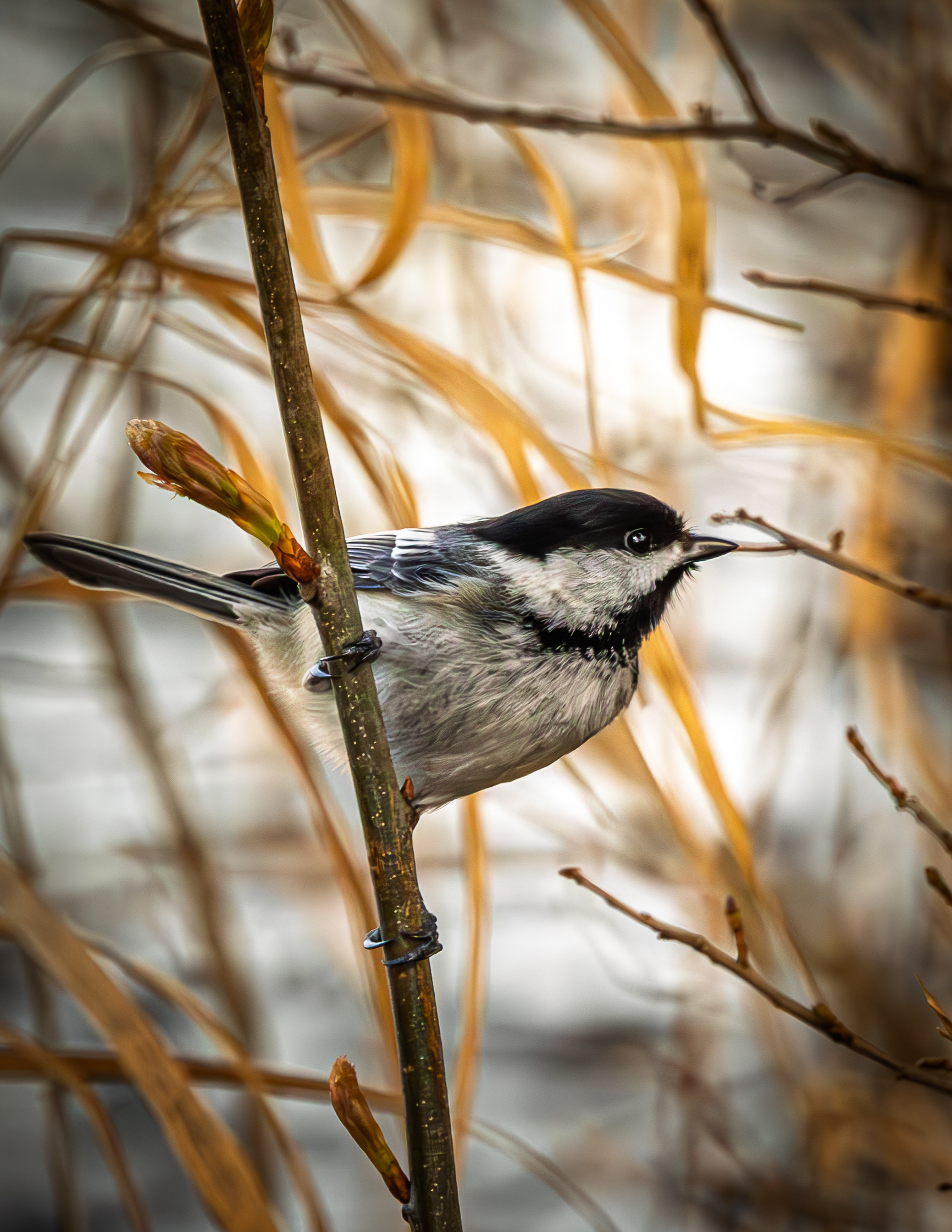 Chickadee - May 5, 2026
