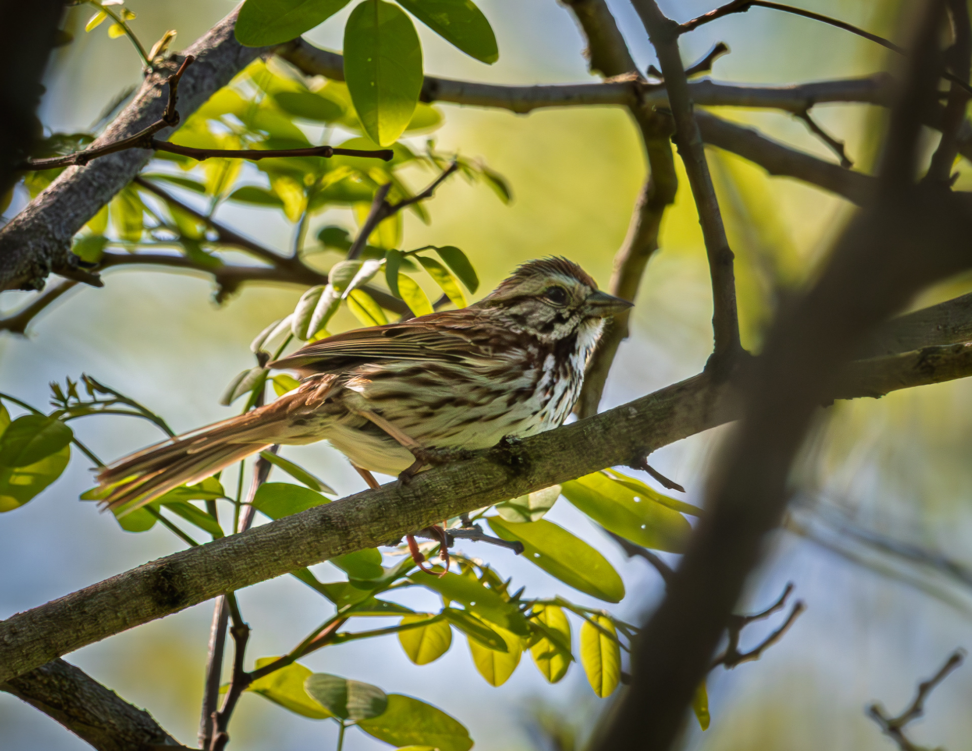 Song Sparrow No1
