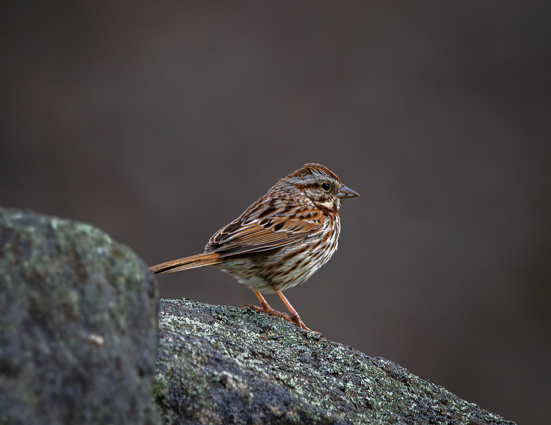 Song Sparrow No1