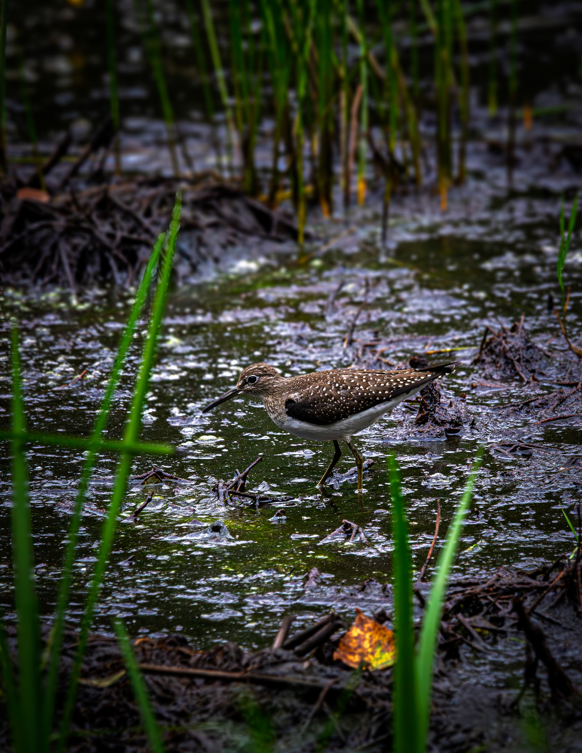 Spotted Sandpiper No5