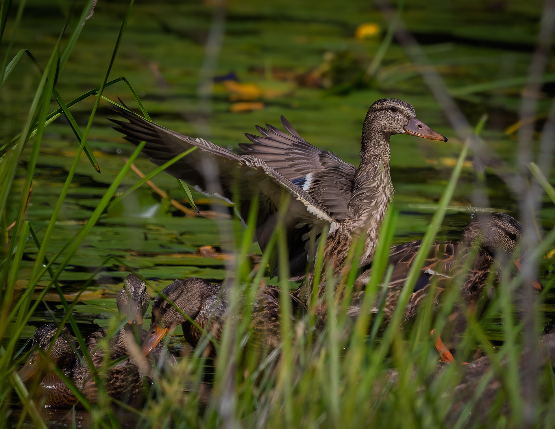 Mallard Duck Family No1