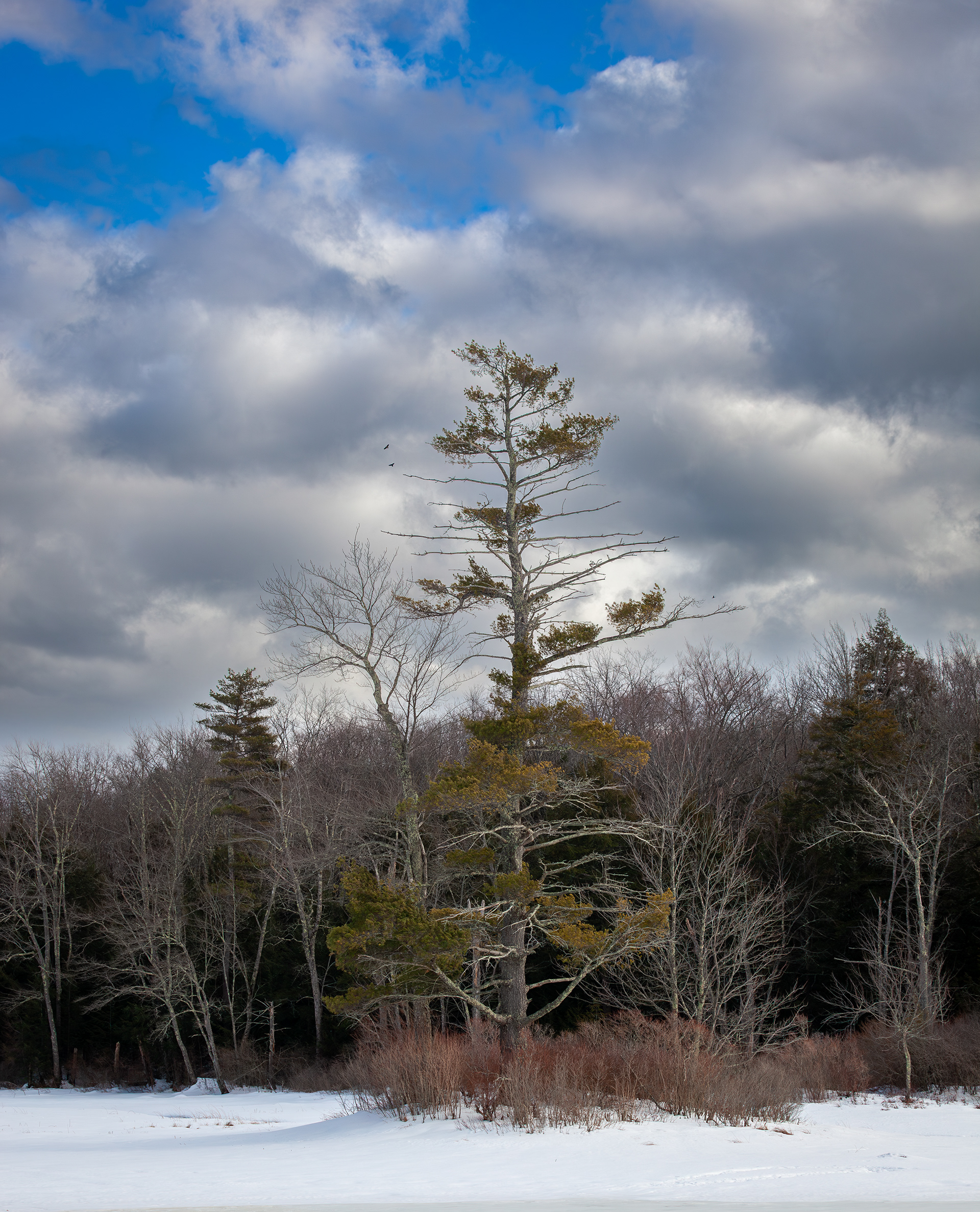 February - Rollins Pond - Gilmanton, NH No8