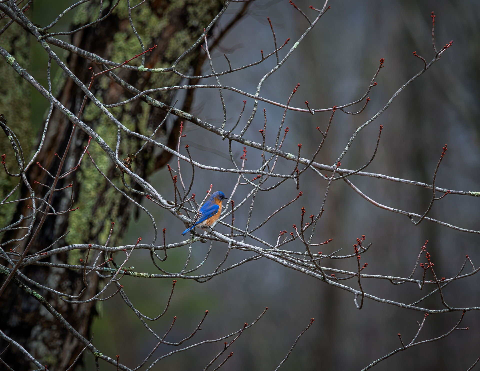 Eastern Bluebird at CSV