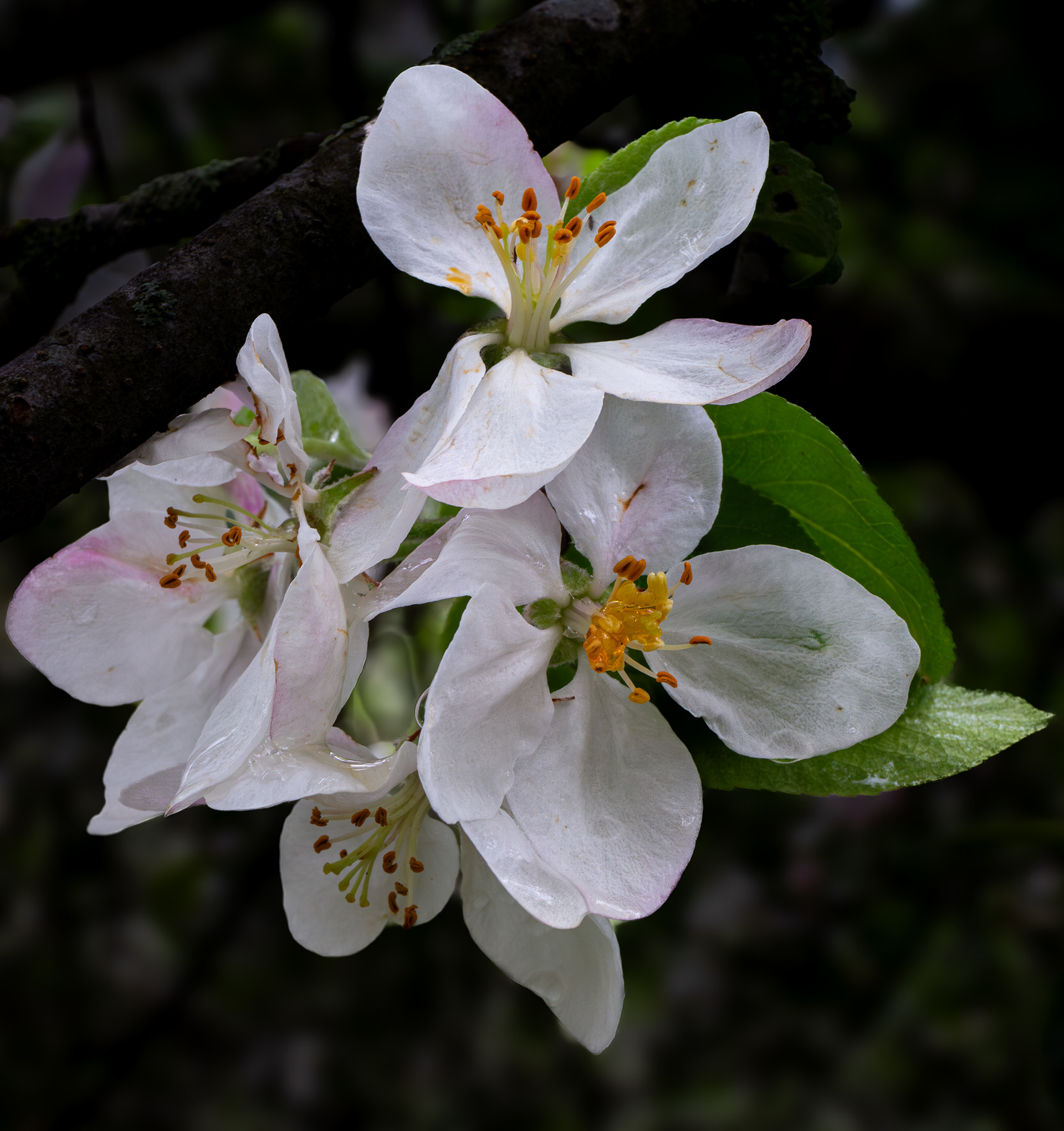 Apple Blossoms - May 19, 2024