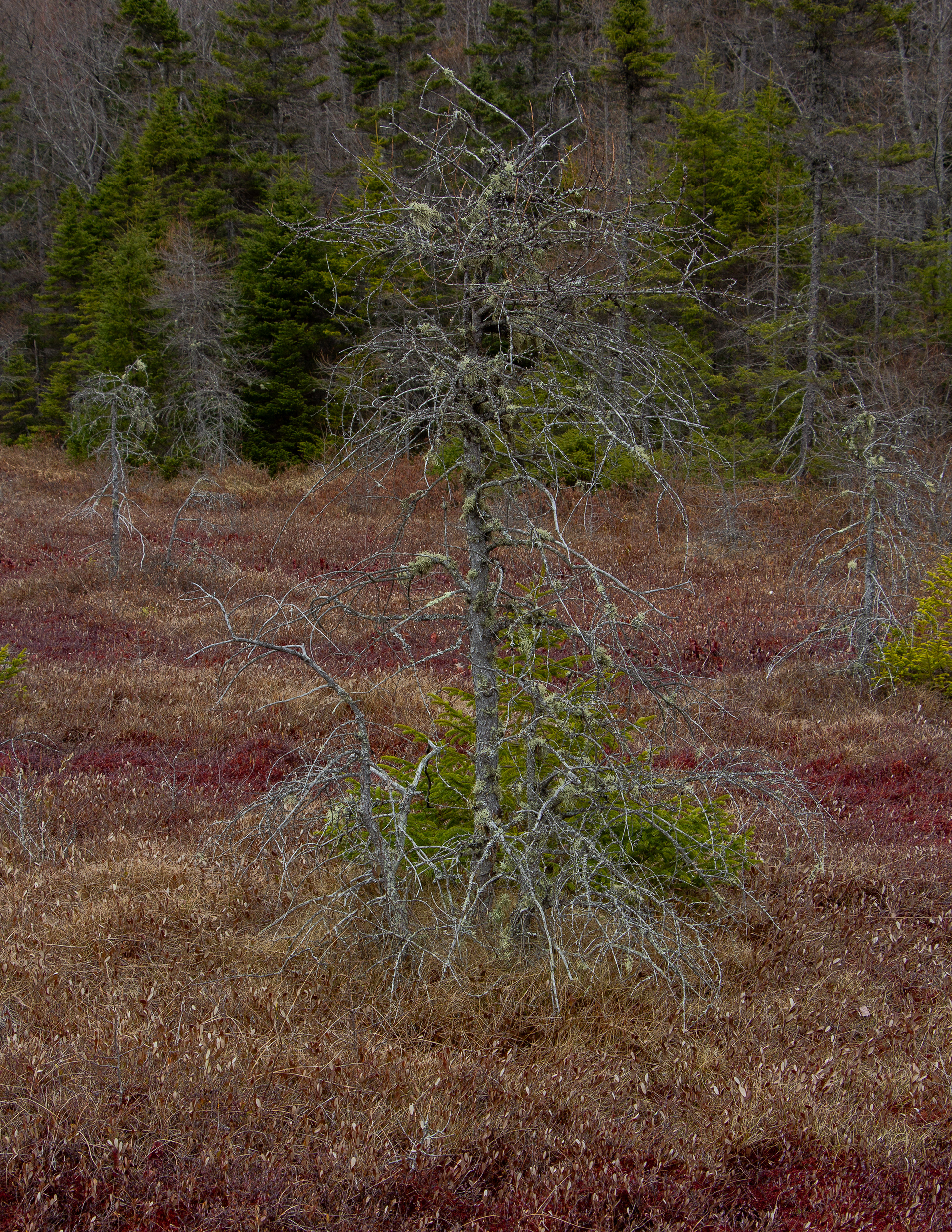 Philbrick-Cricenti Bog No19