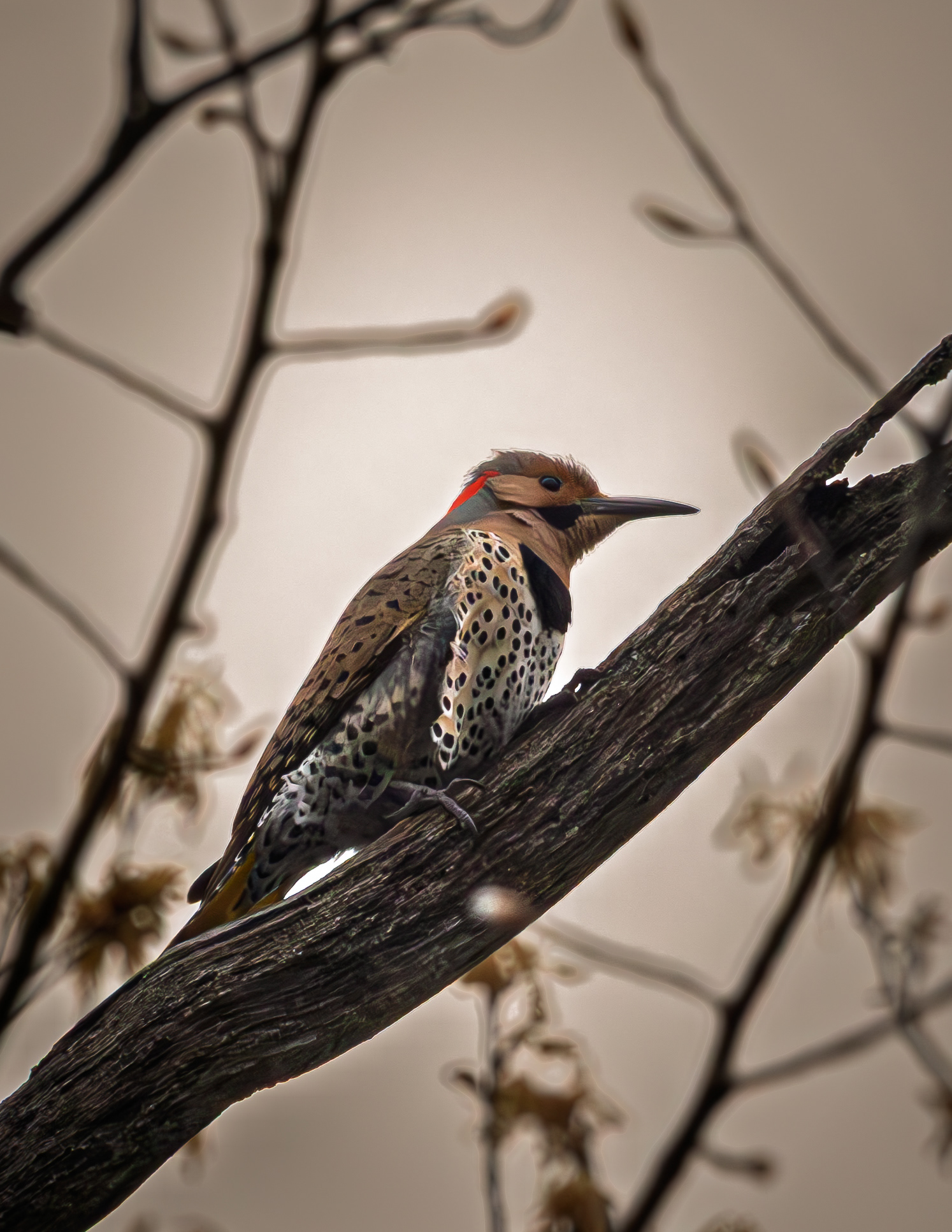 Northern Flicker