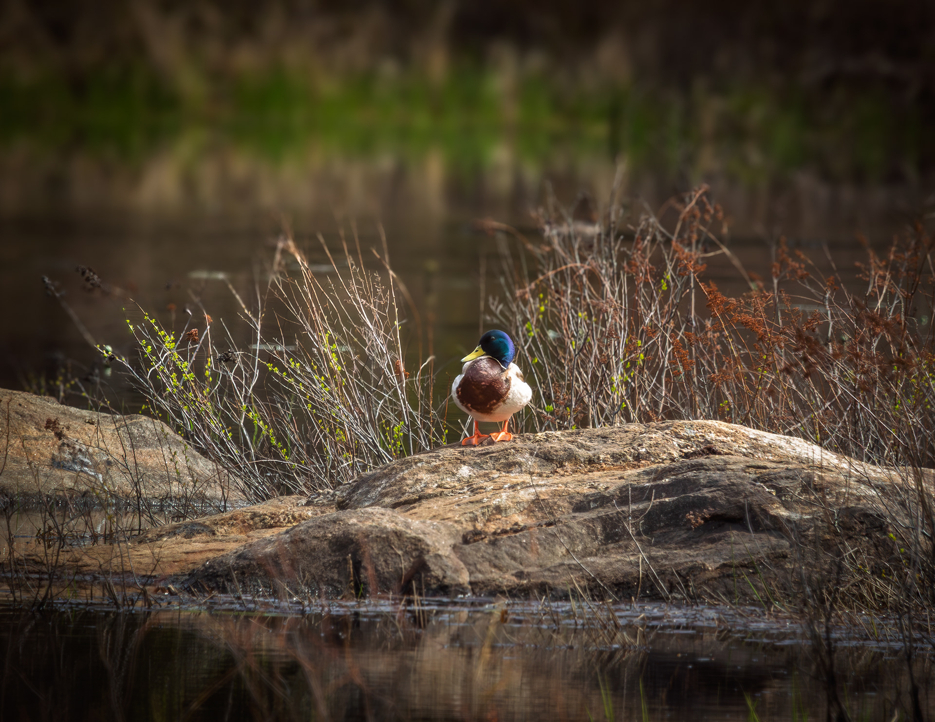 Mallard Drake at Factory Pond
