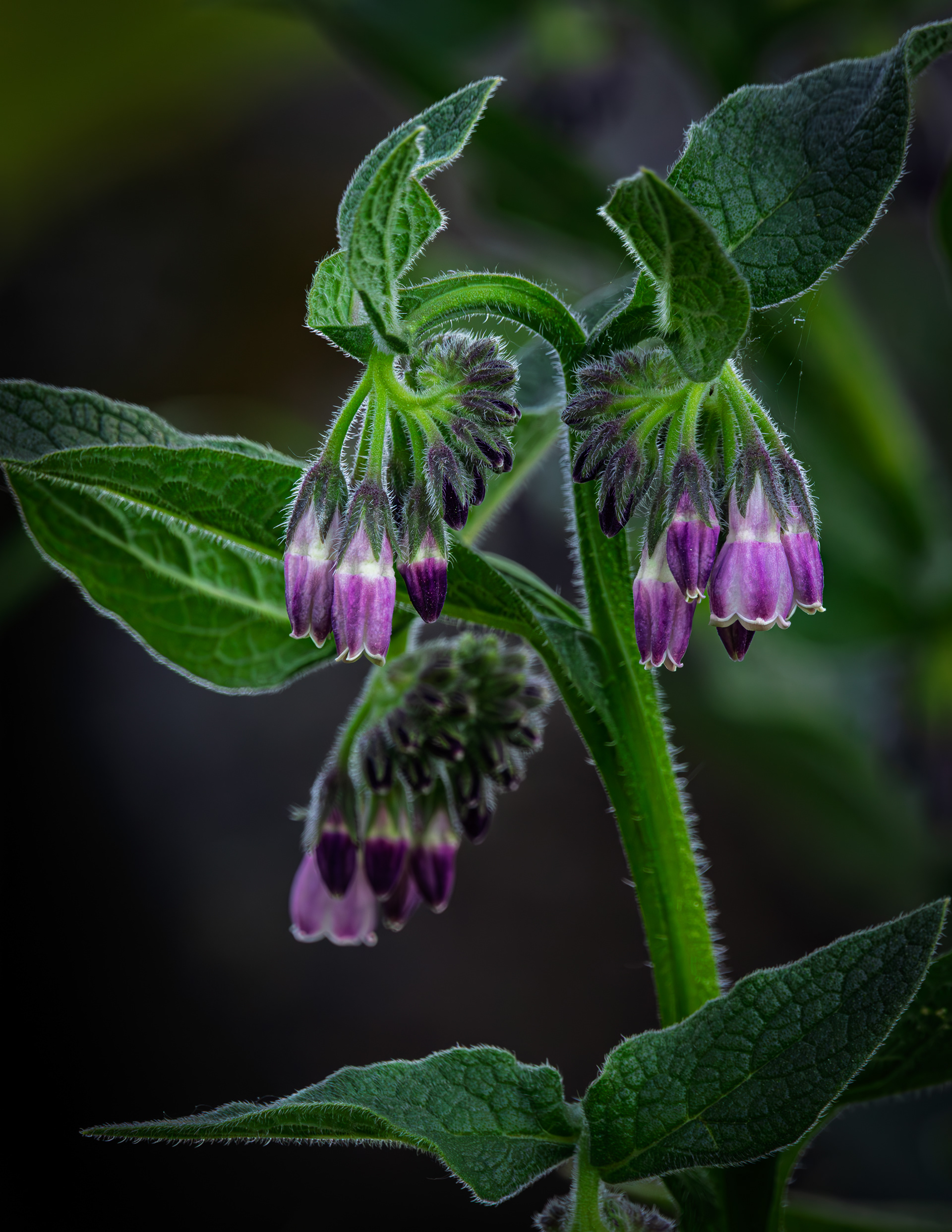 Purple Comfrey