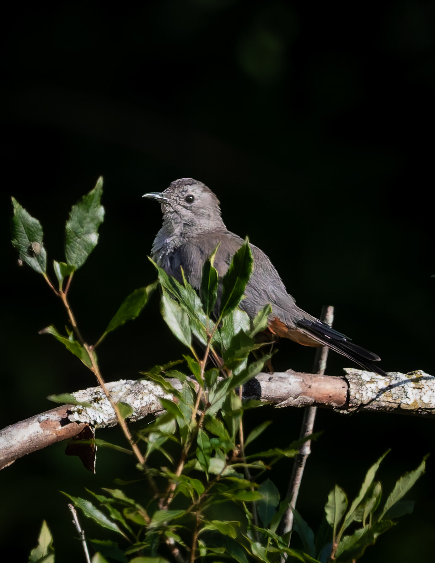 Catbird