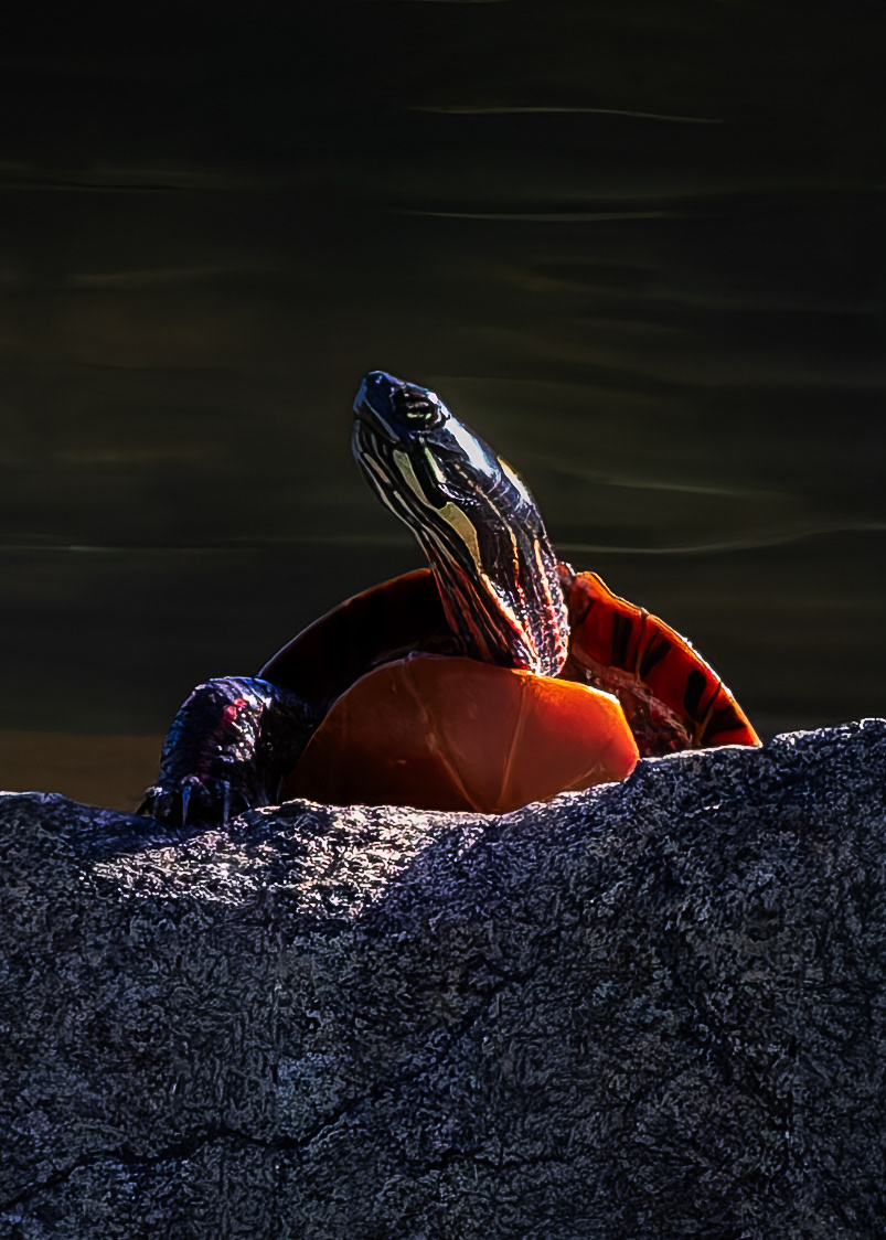 Eastern Painted Turtle - September 16, 2026