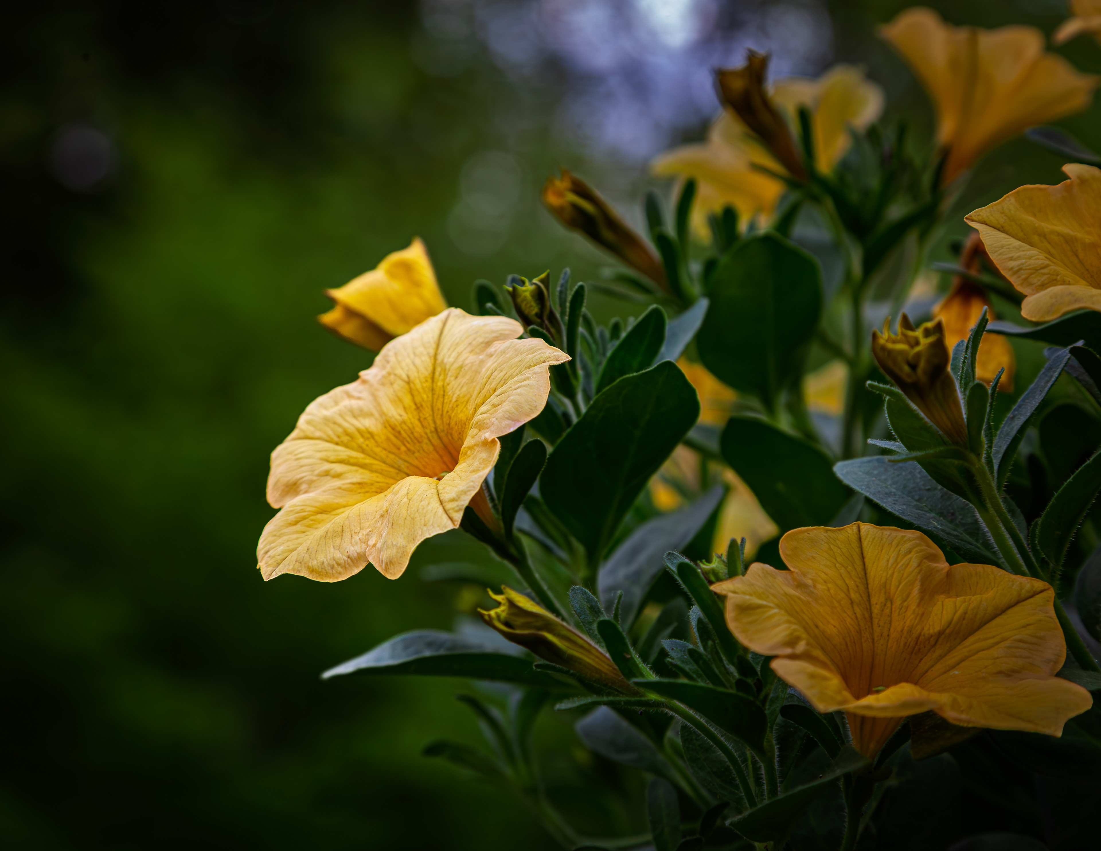 Yellow Petunias - May 20, 2026
