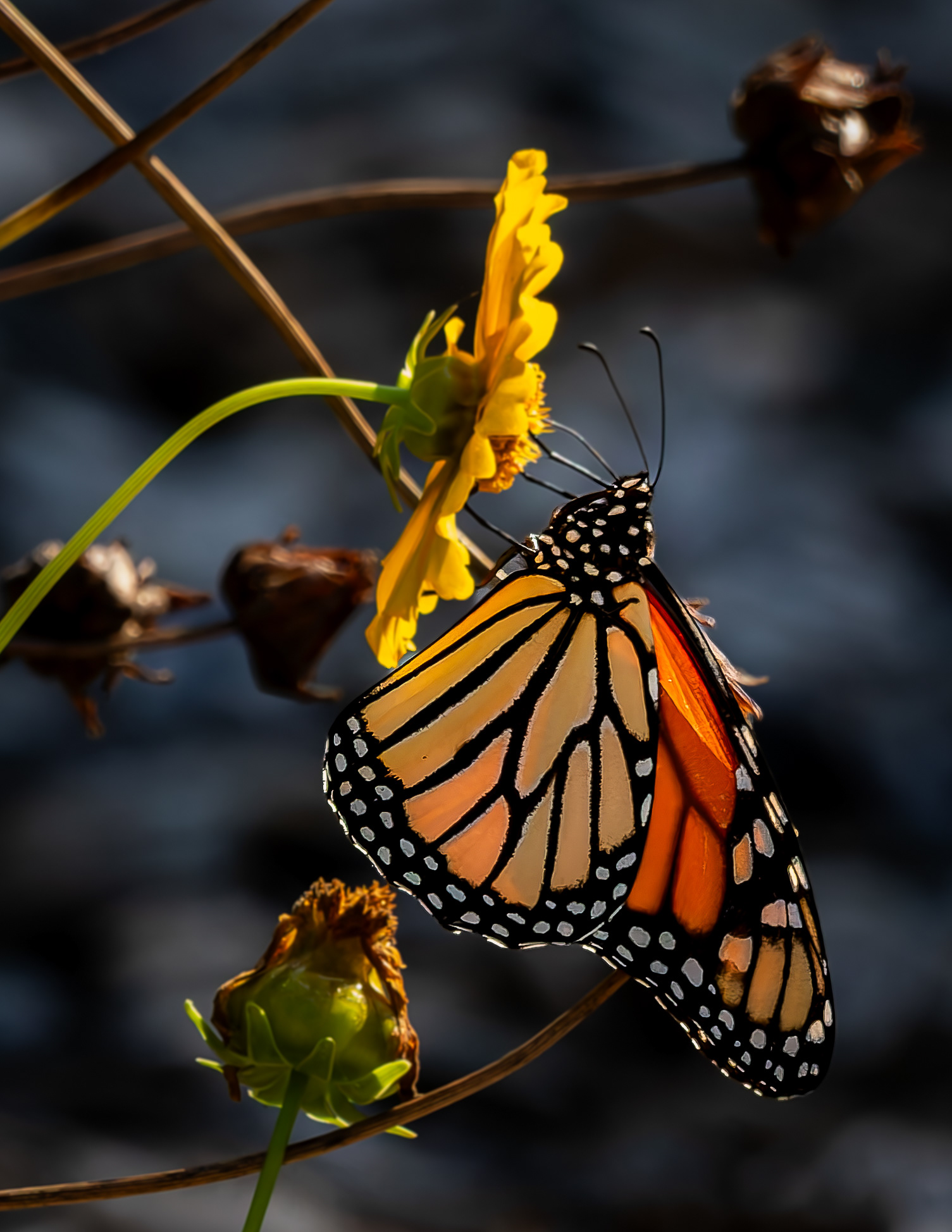 Monarch Butterfly No3