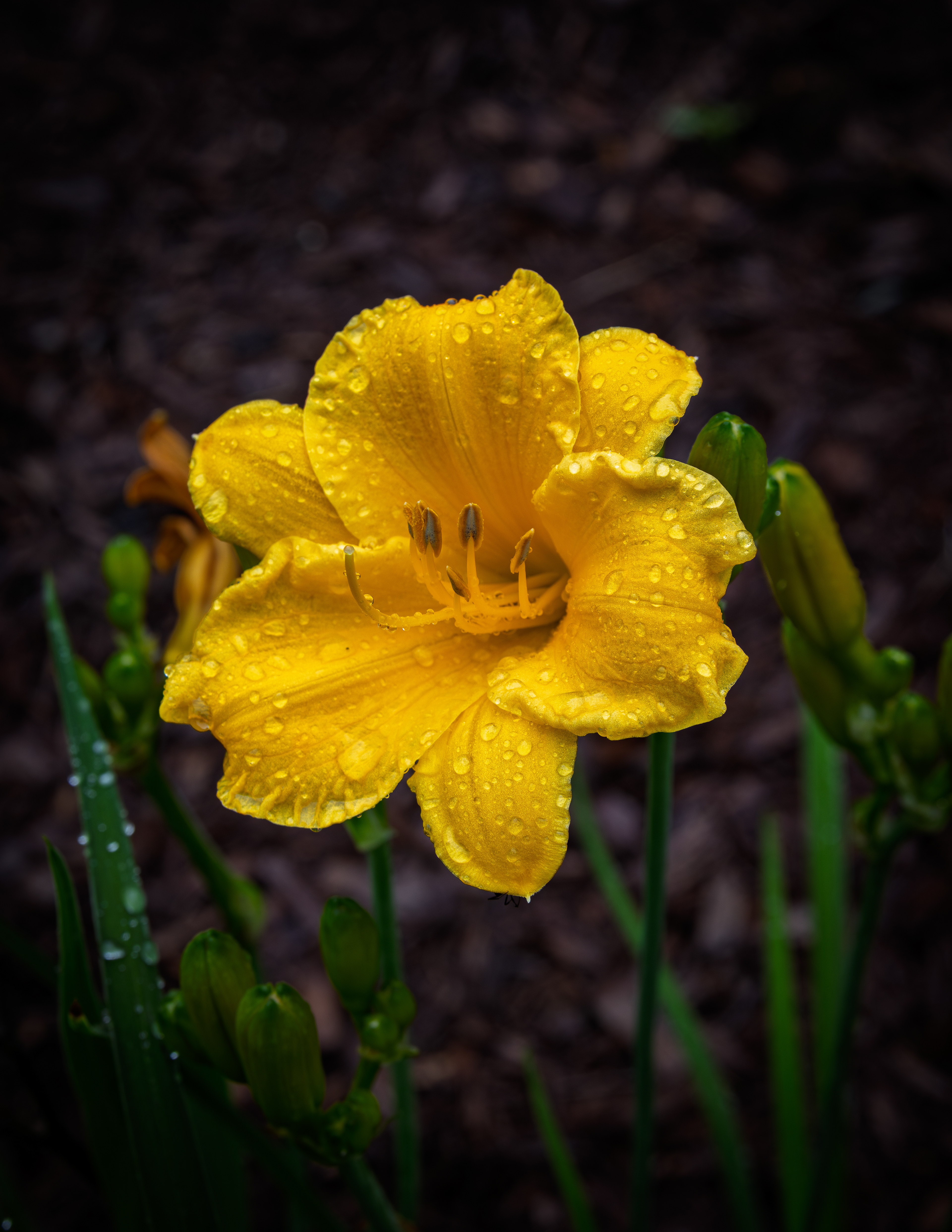 Stella D'ora Daylily
