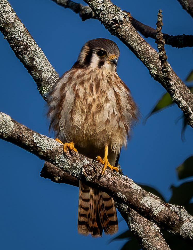 American Kestrel