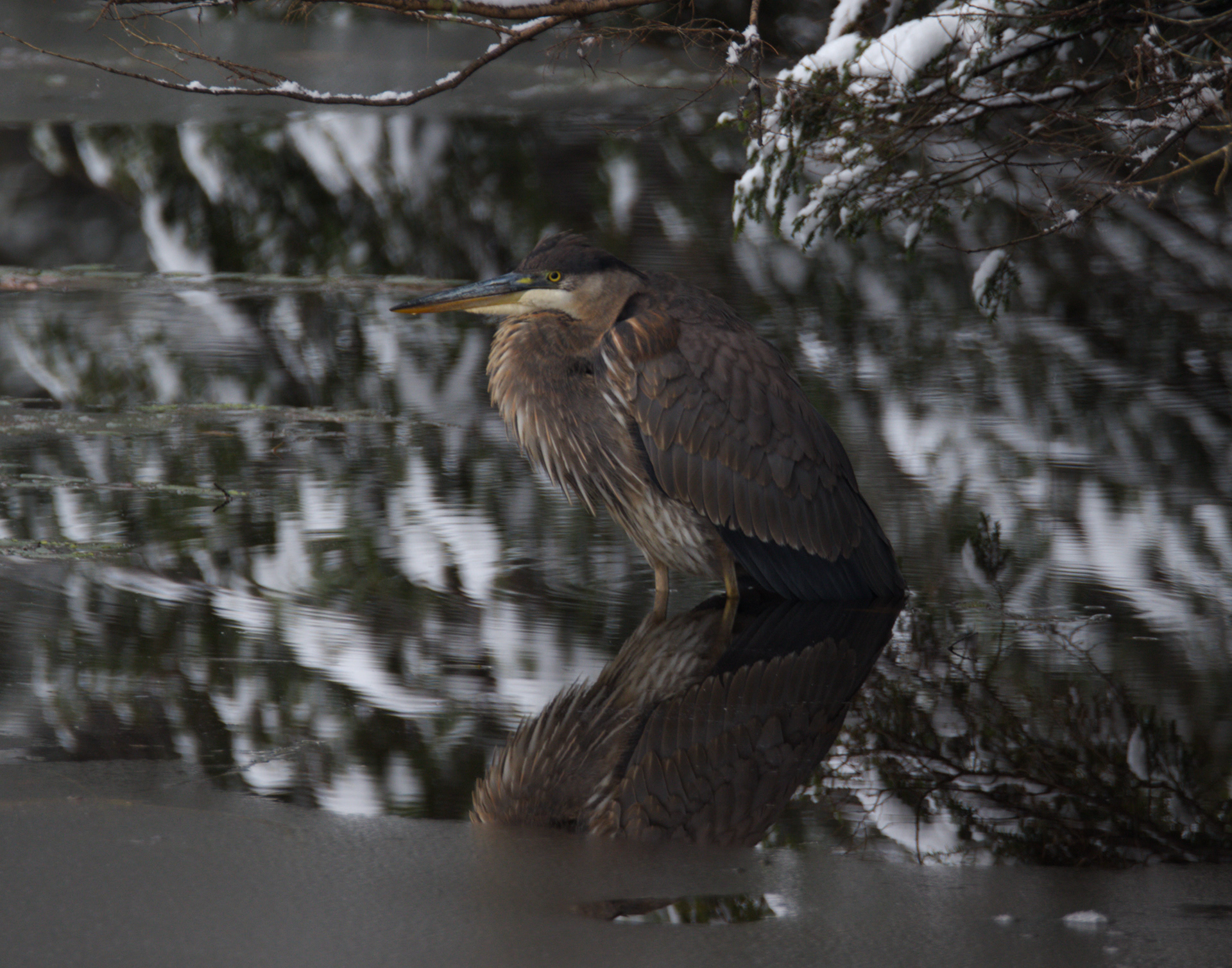 Great Blue Heron - November 9, 2023