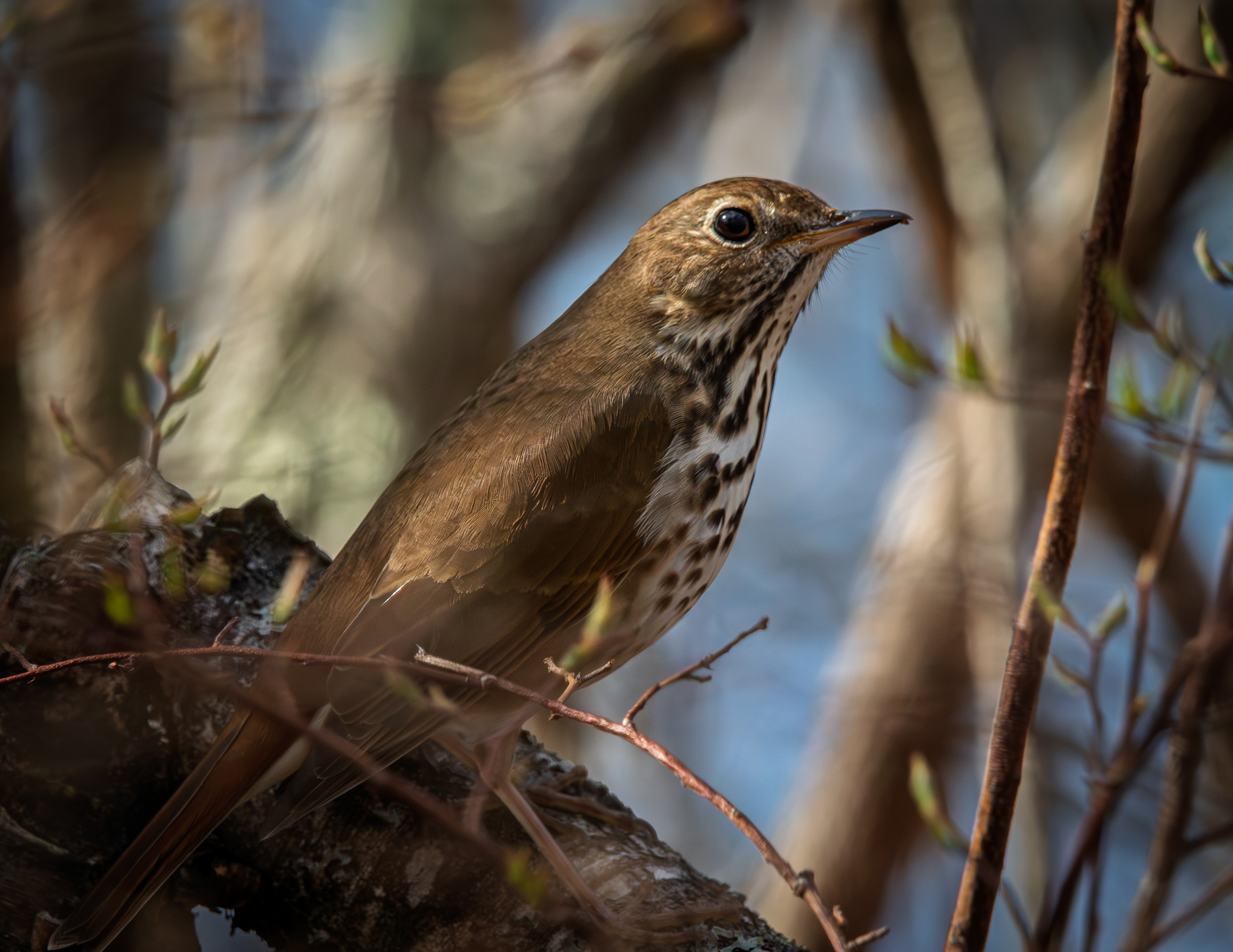 Wood Thrush No1