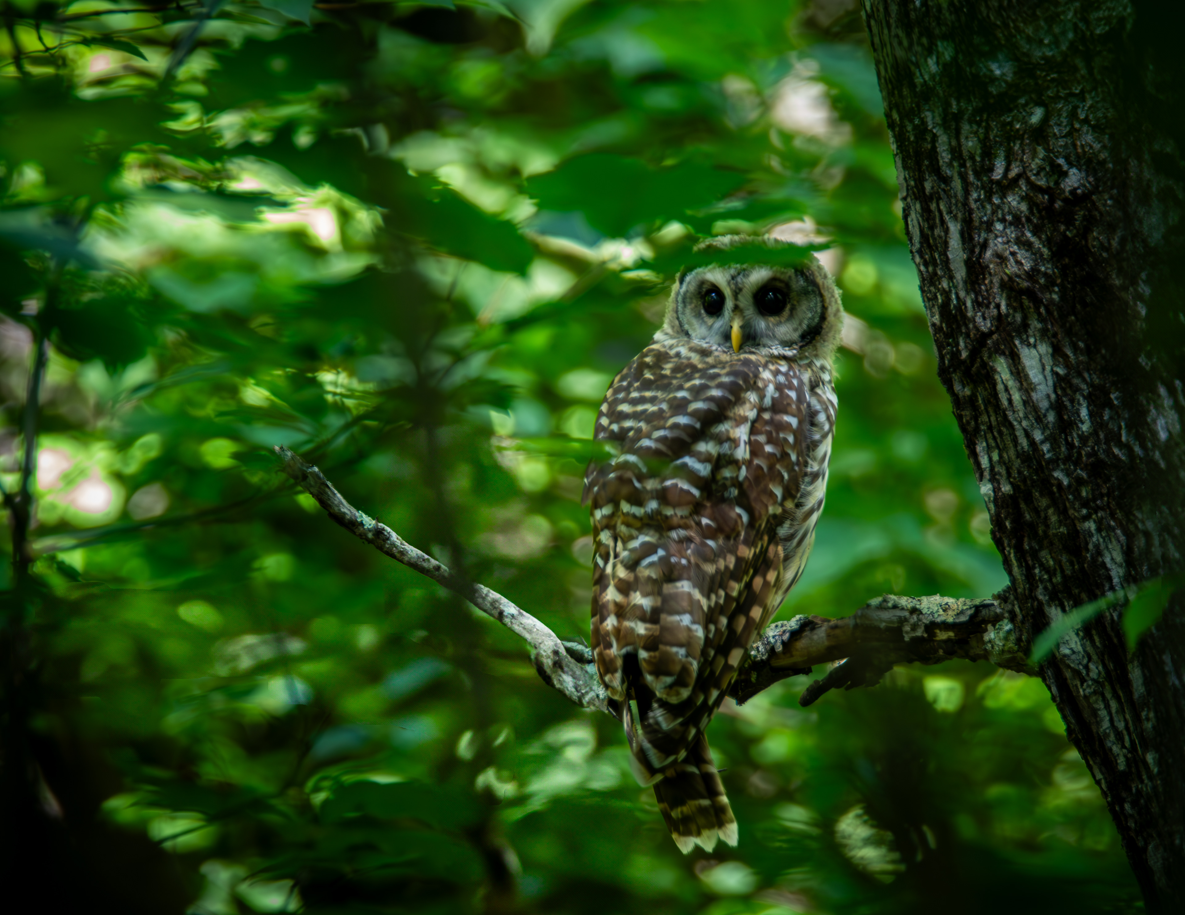 Barred Owl at the Loon Center No1