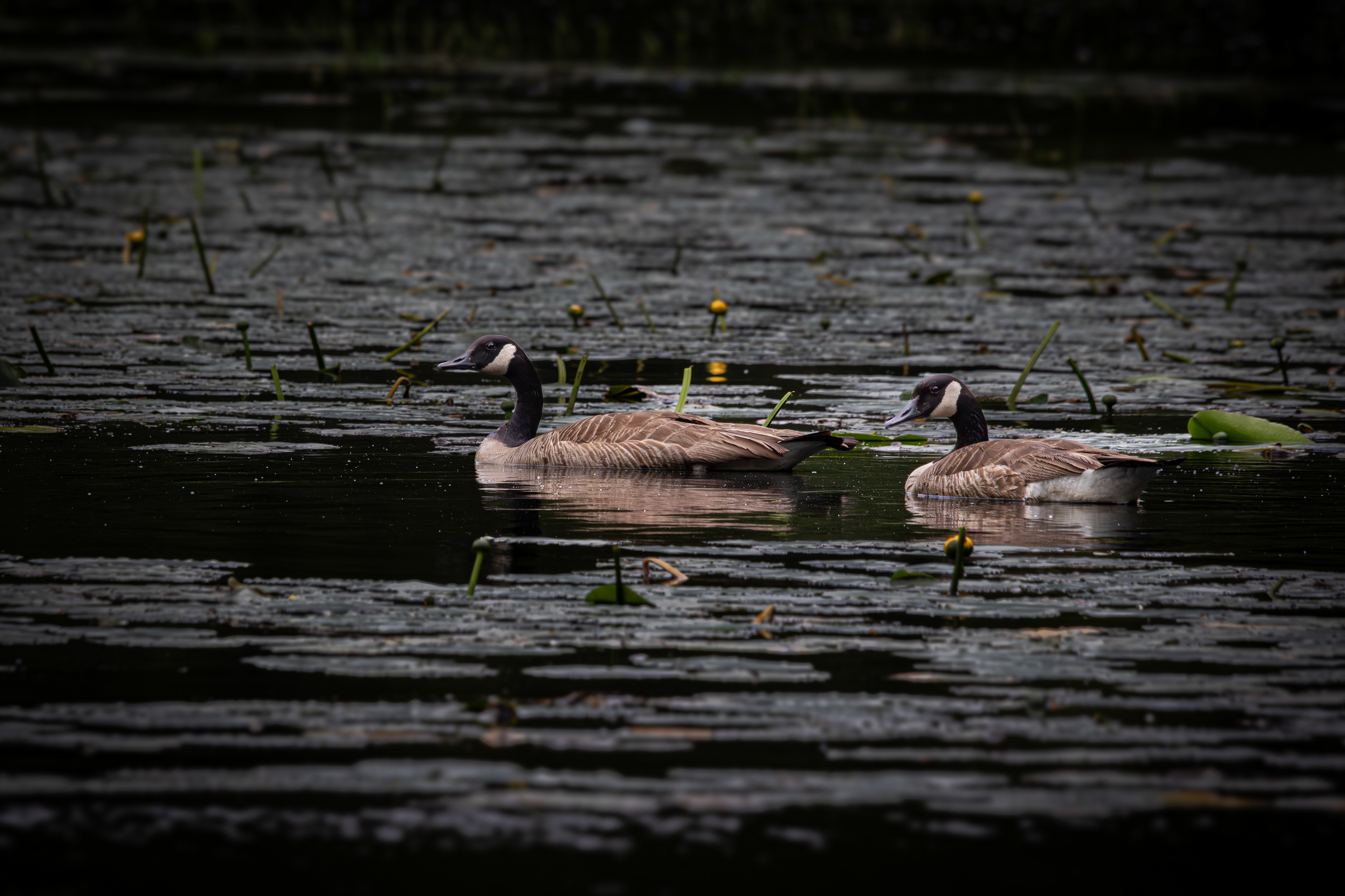 Canada Geese No1