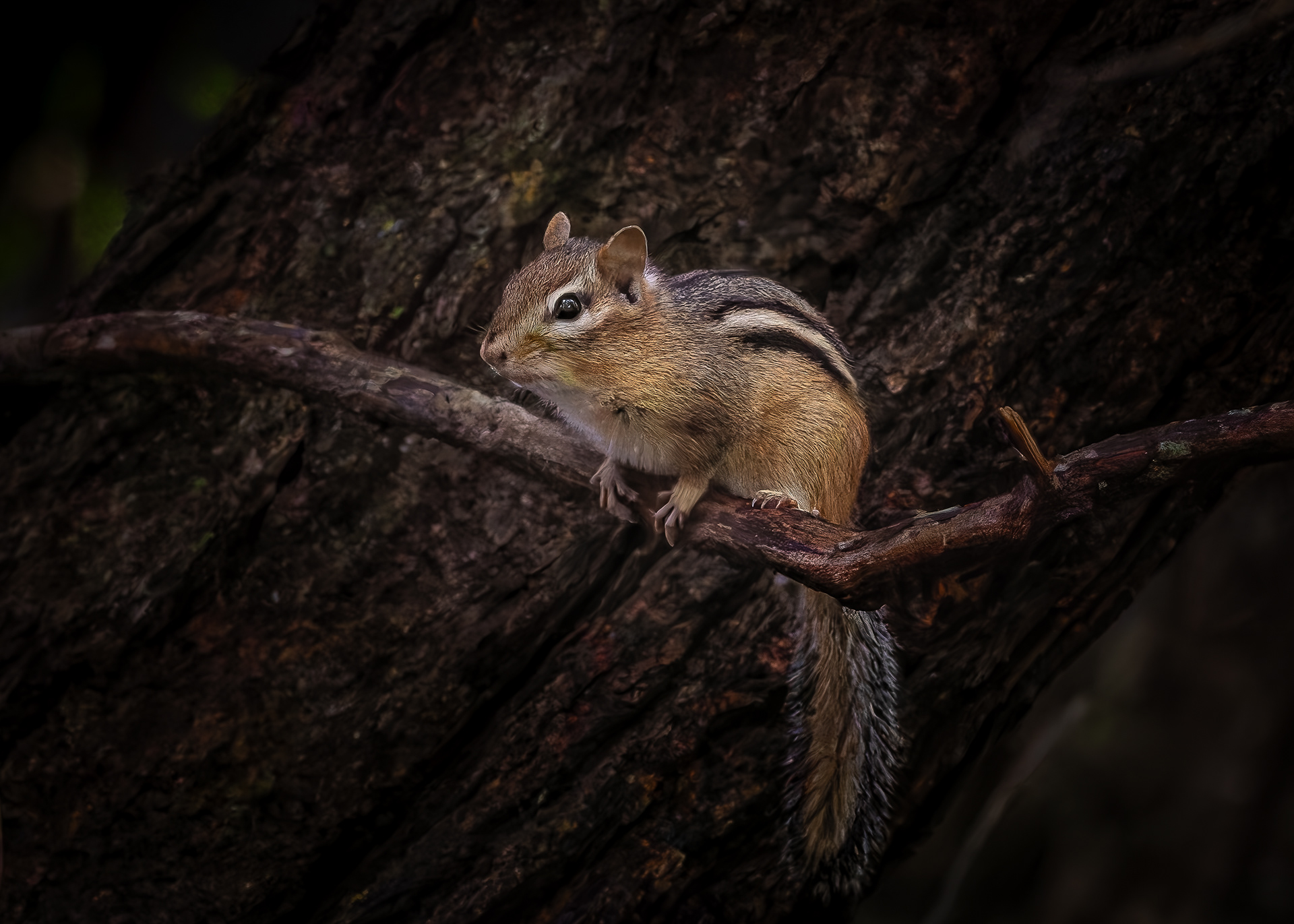 Chipmunk - September 29, 2026