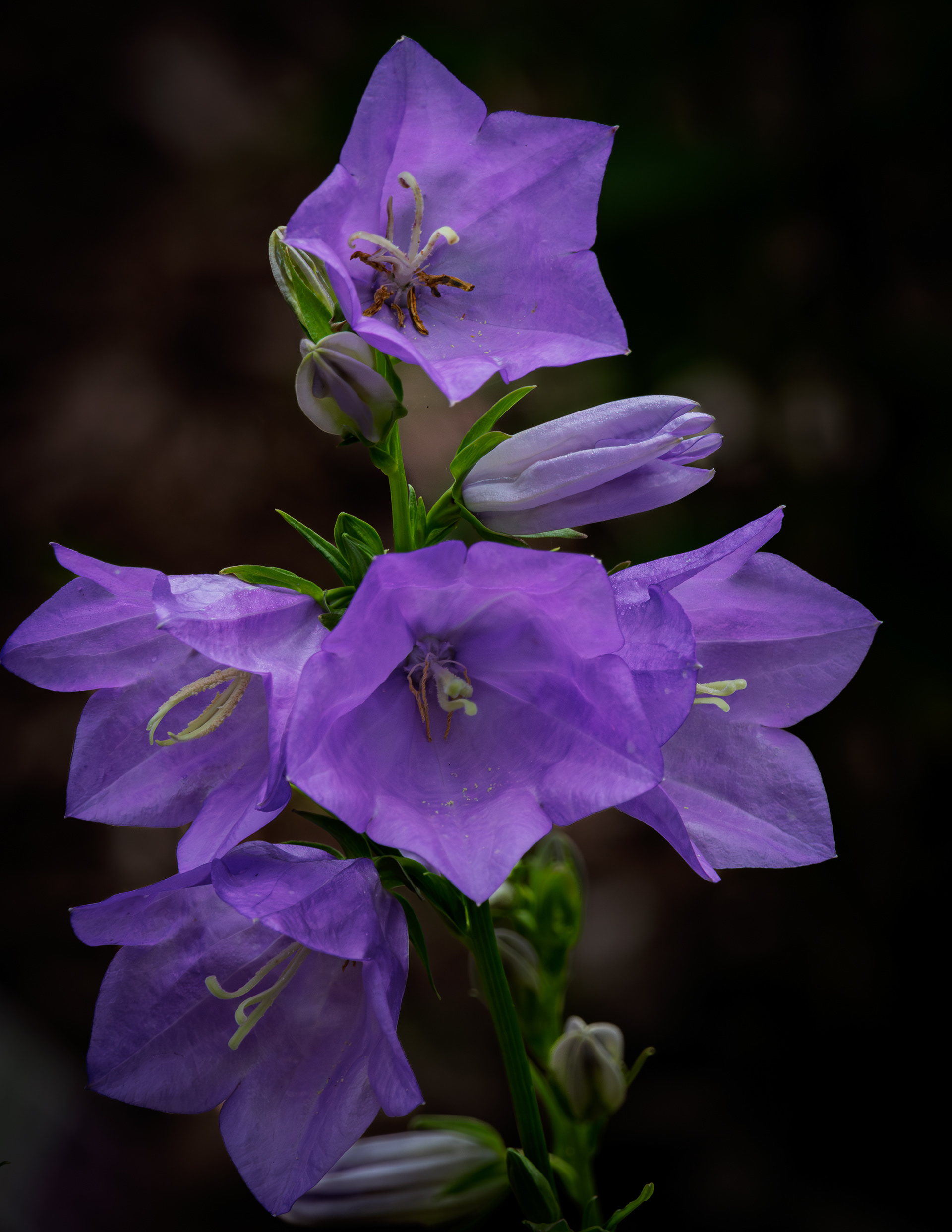 Campanula  - June 20, 2025
