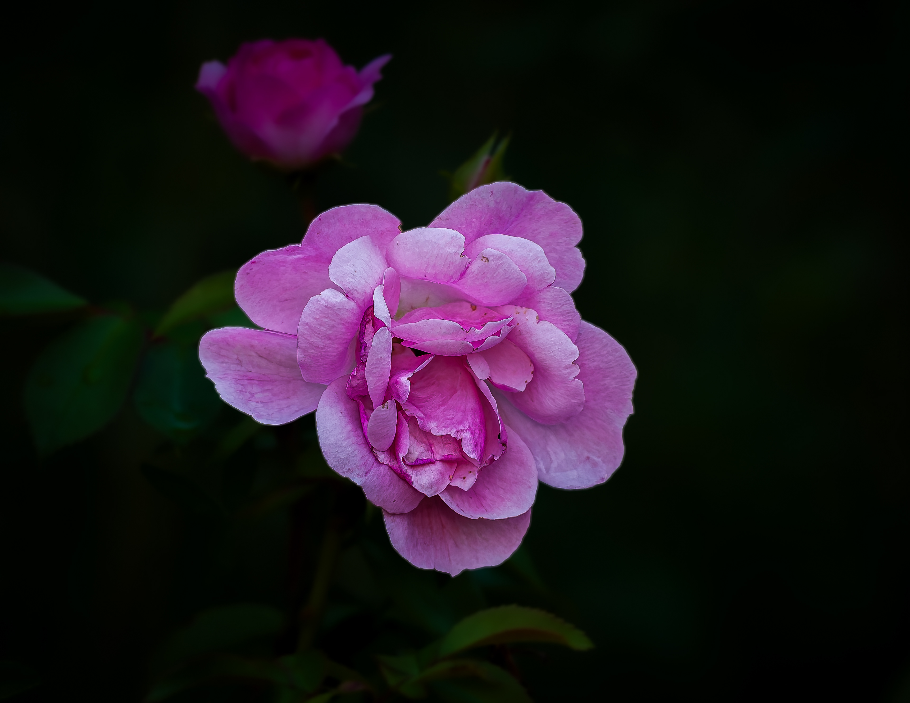 Pink Rose