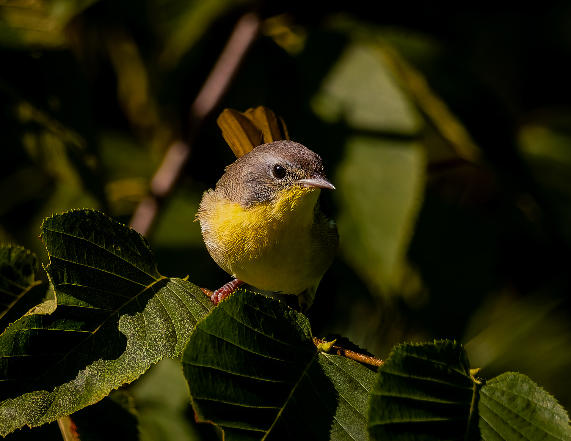 Common Yellowthroat No1 - August 20, 2026