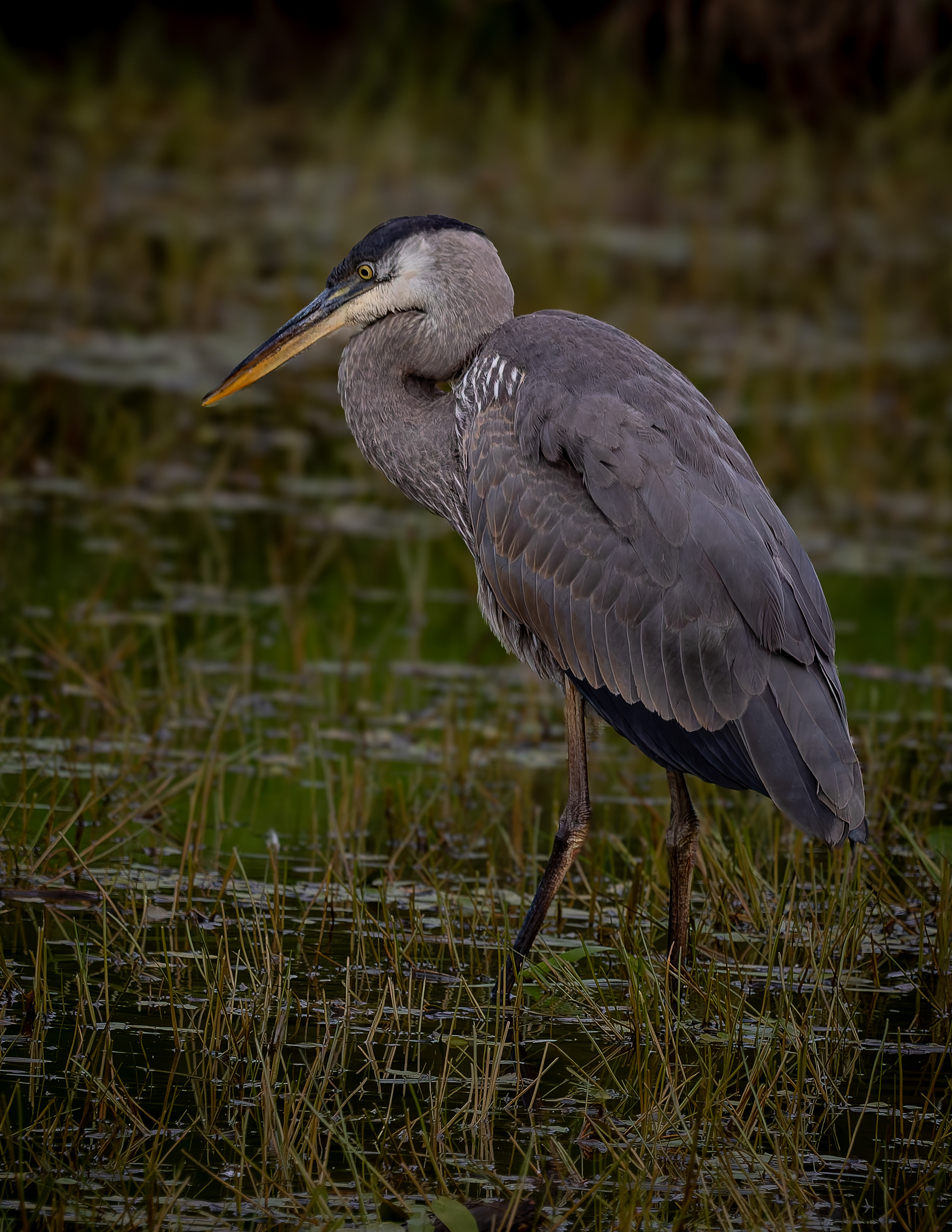 Great Blue Heron No8