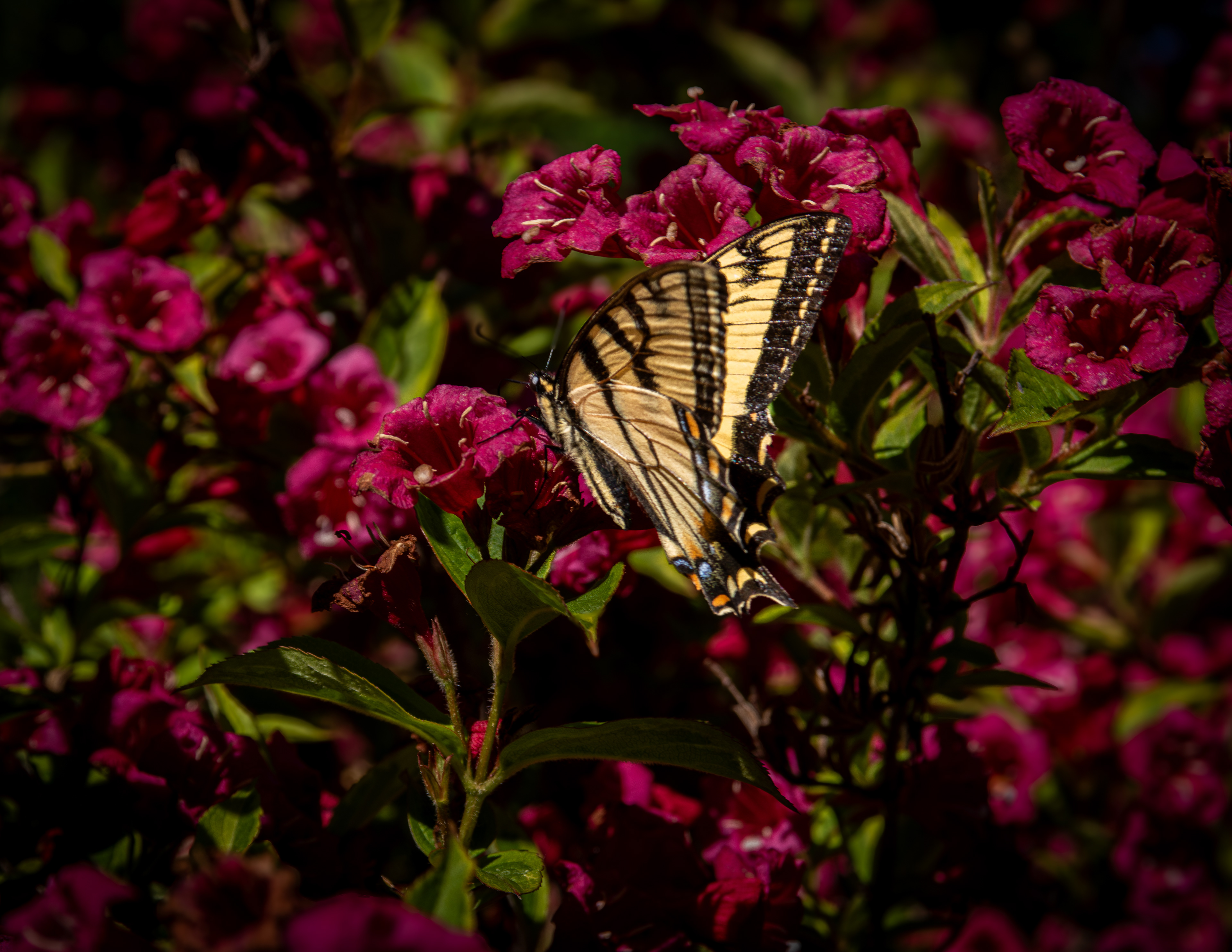 Swallowtail Butterfly on Weigela